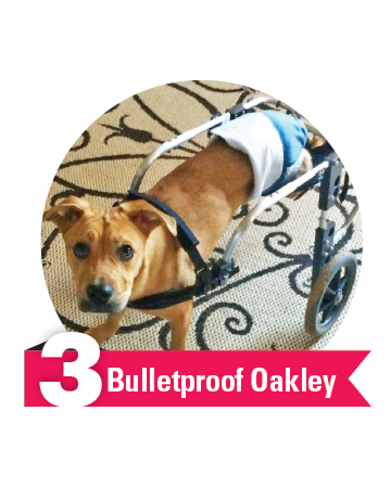 #3 Bulletproof Oakley