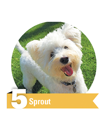 #5 Sprout