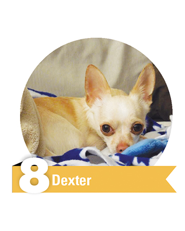 #8 Dexter