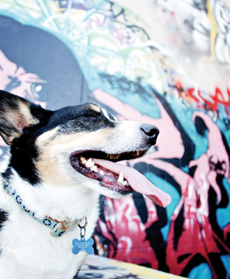 Graffiti Dogs