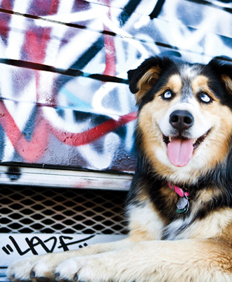 Graffiti Dogs