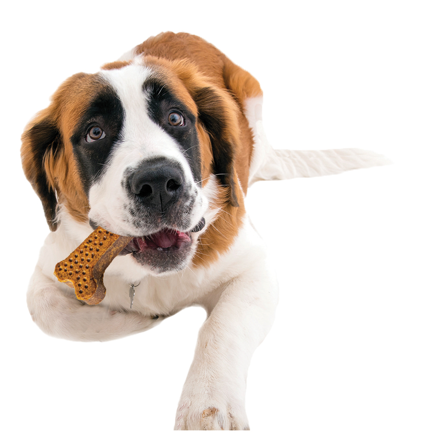 Saint Bernard Dog chewing on rawhide-free dog chew