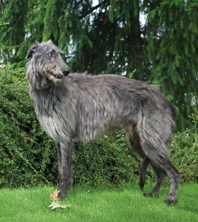 uncommon large dog breeds