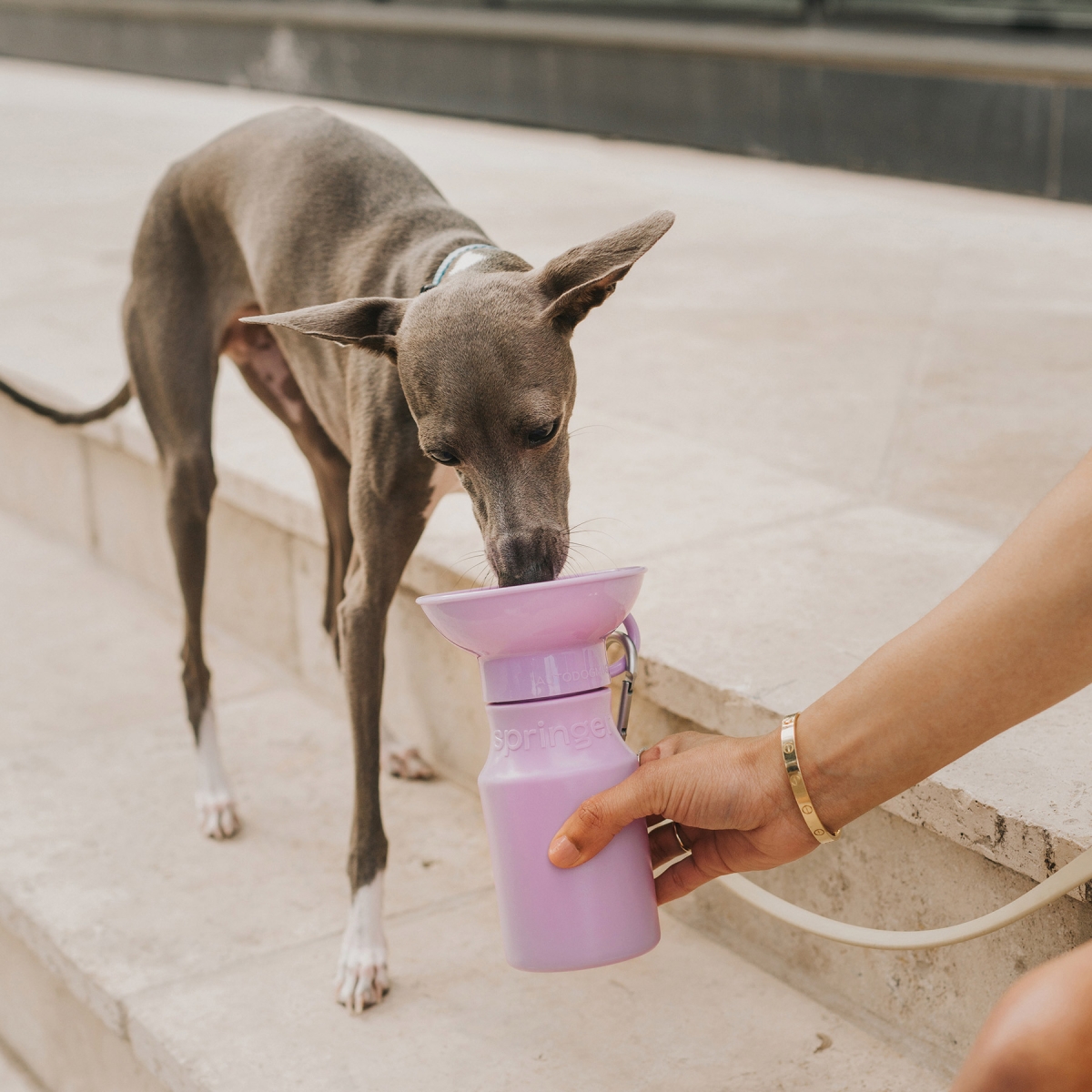 Dog Drinking water from Springer Travel Bottle
