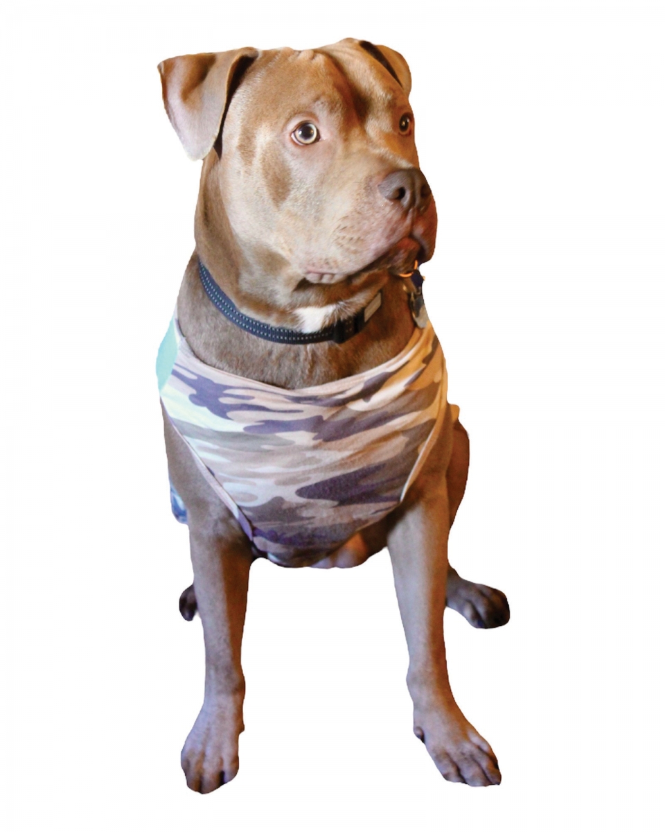 Dog wearing Tailstyle Lulu Pet Sport Vest