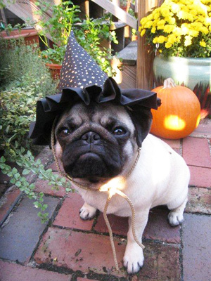 Pugwitch