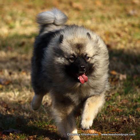 do keeshond like to cuddle