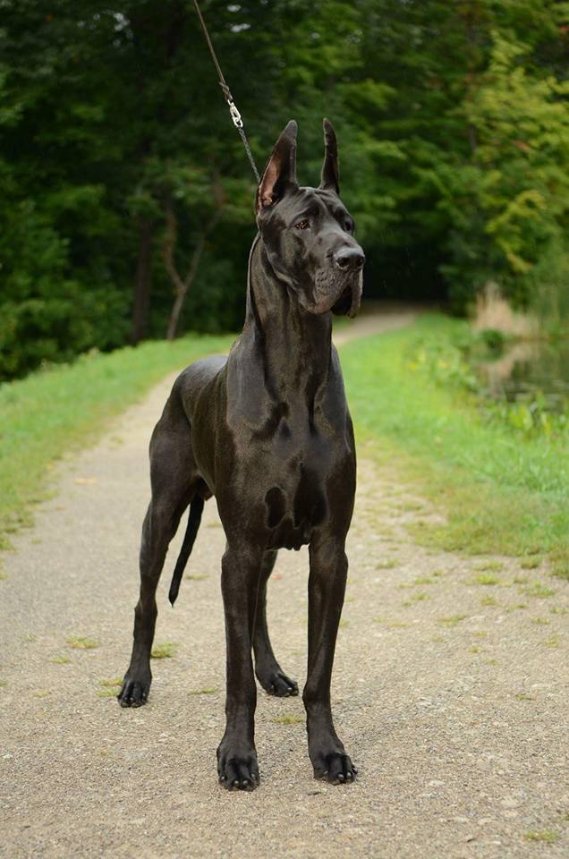 what is award of merit at a dog show