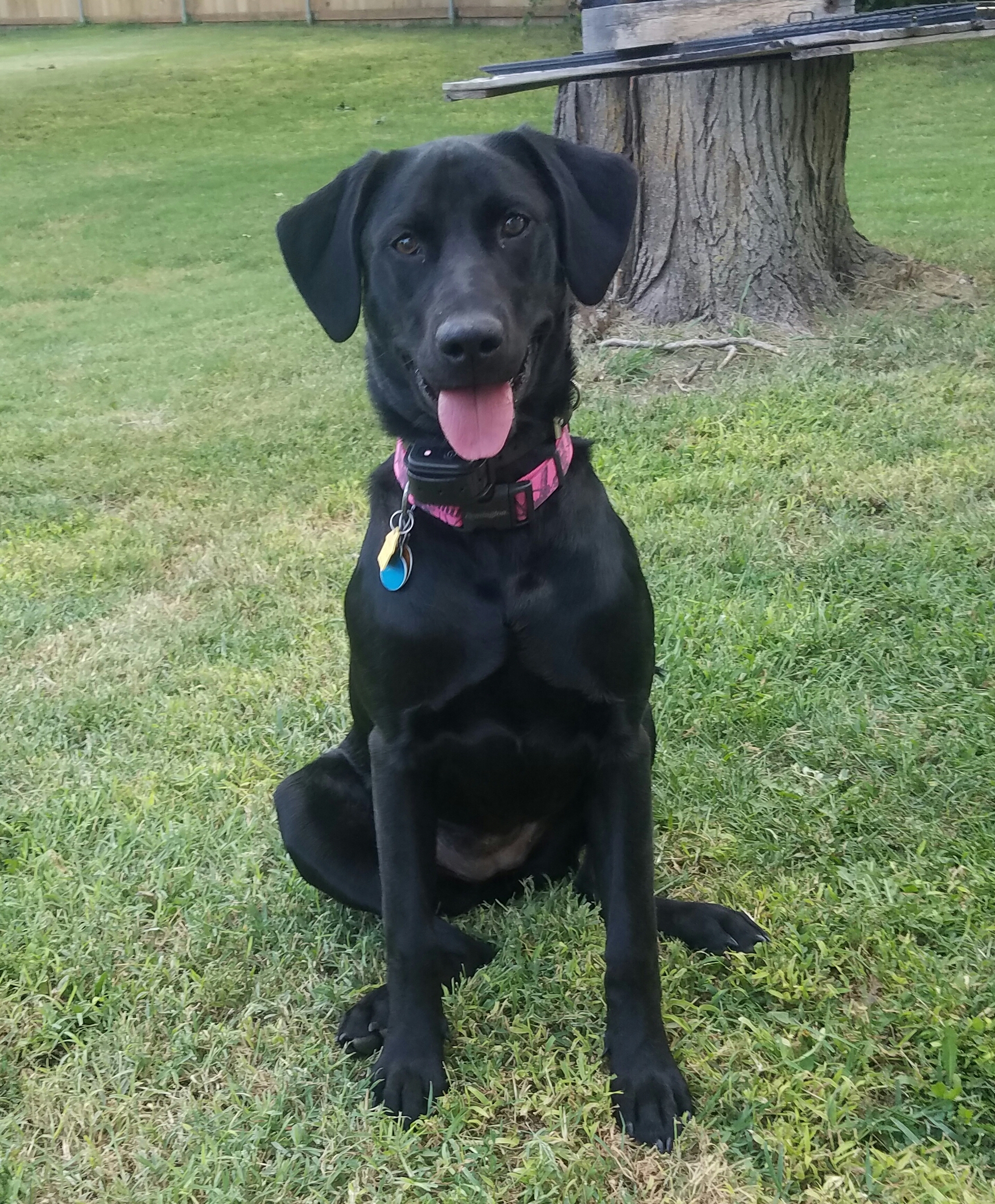 black lab dog female