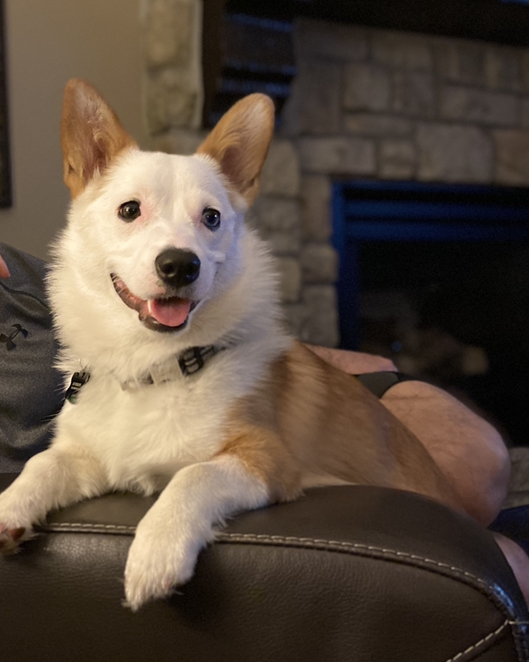 Jax the corgi - Modern Dog Magazine