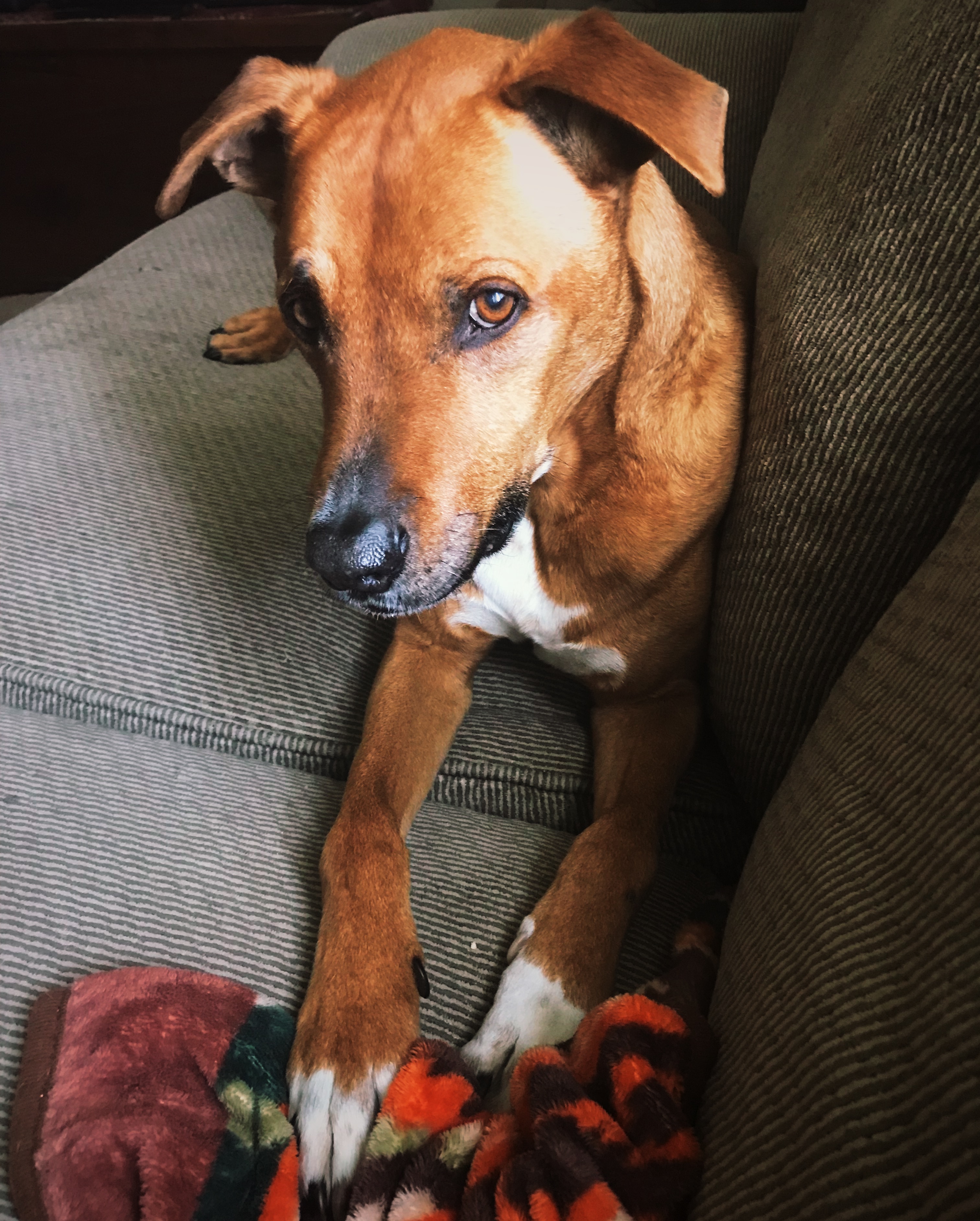 bevo dog toy