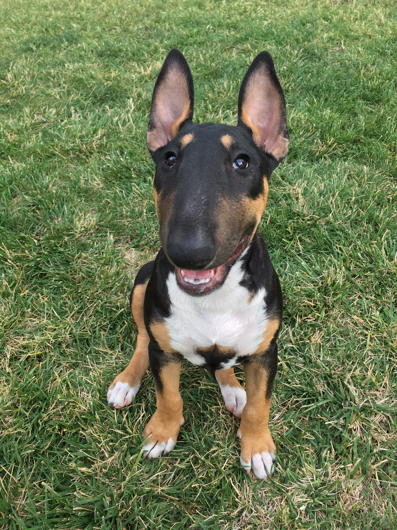 4 month sale old bull terrier