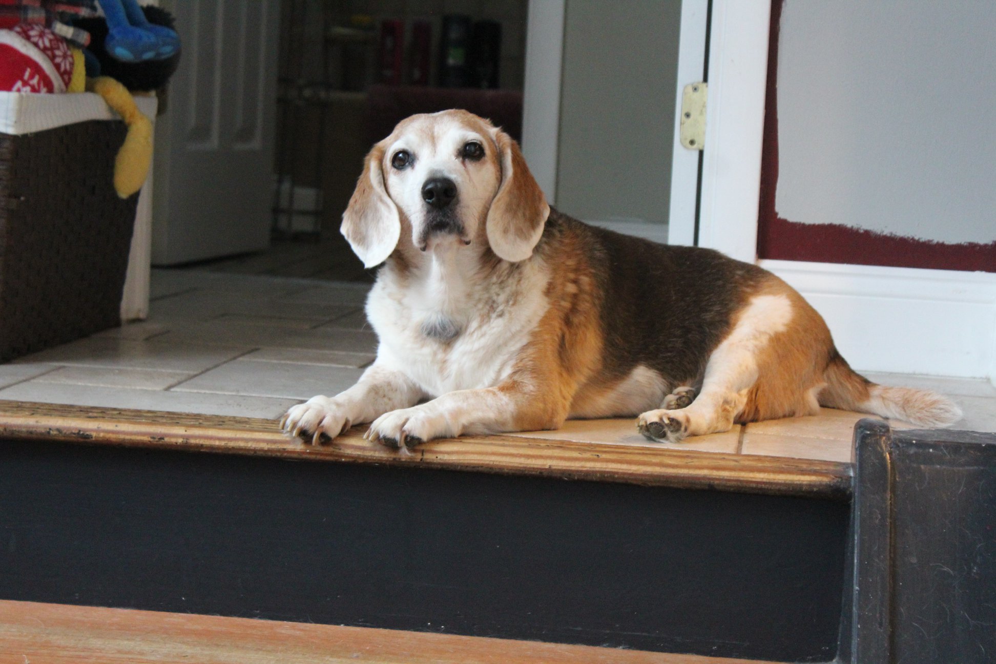 15 year old beagle