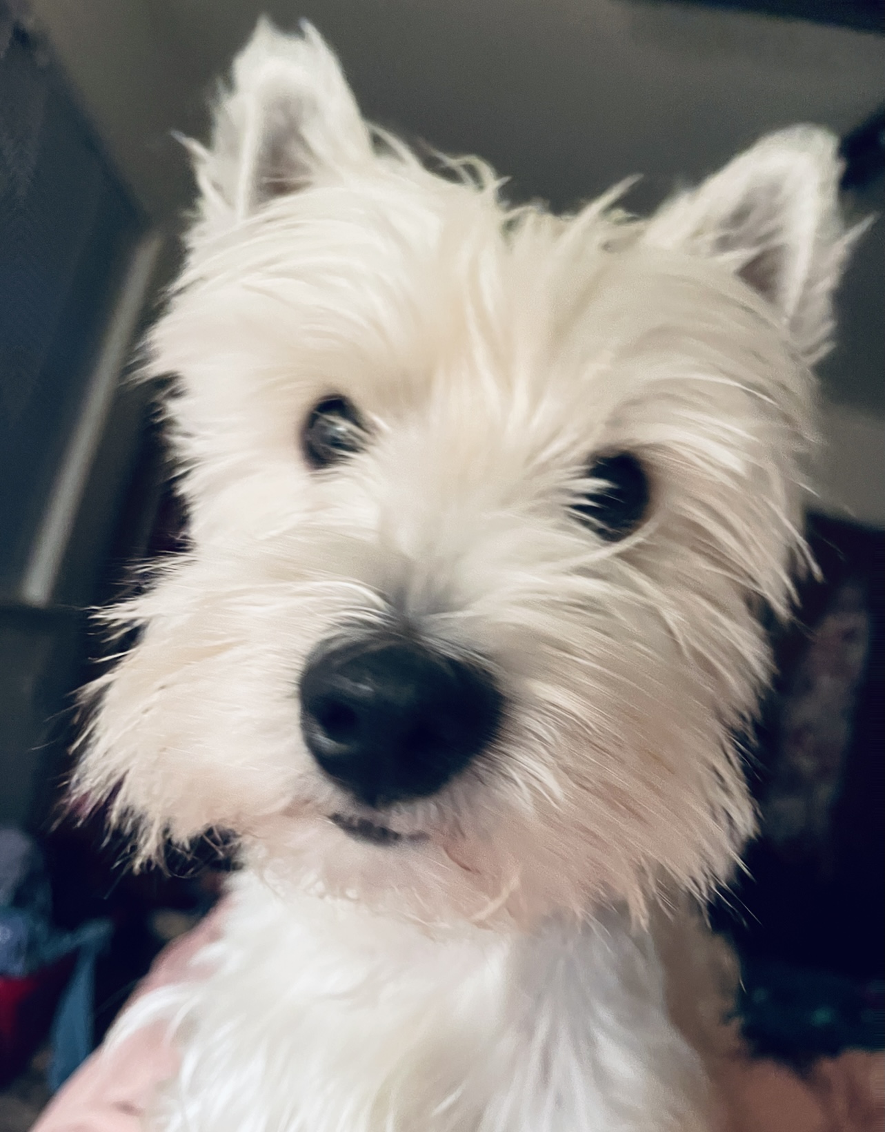 Jersey, west highland white terrier - Dog Photo Contest