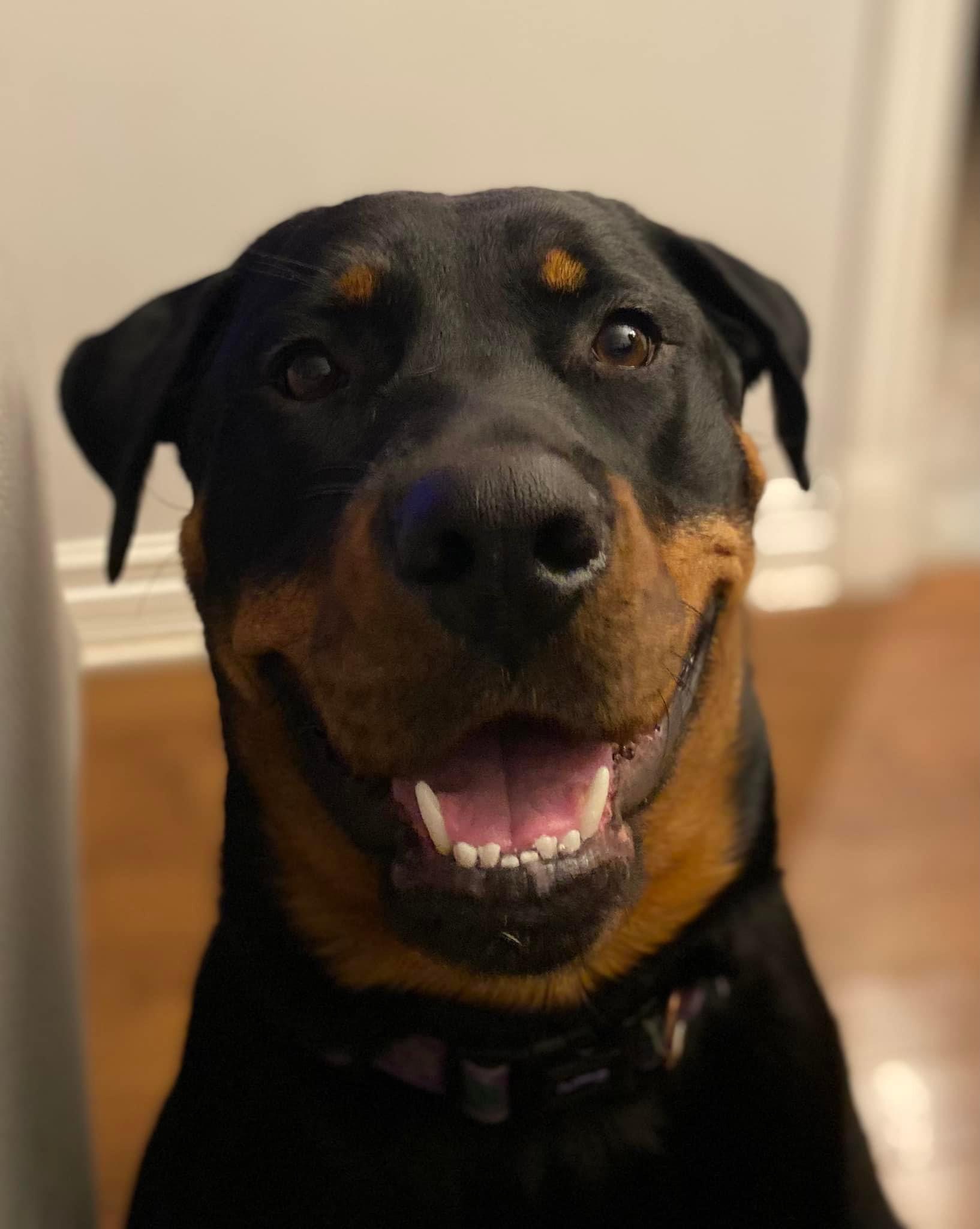 do rottweilers get haircuts