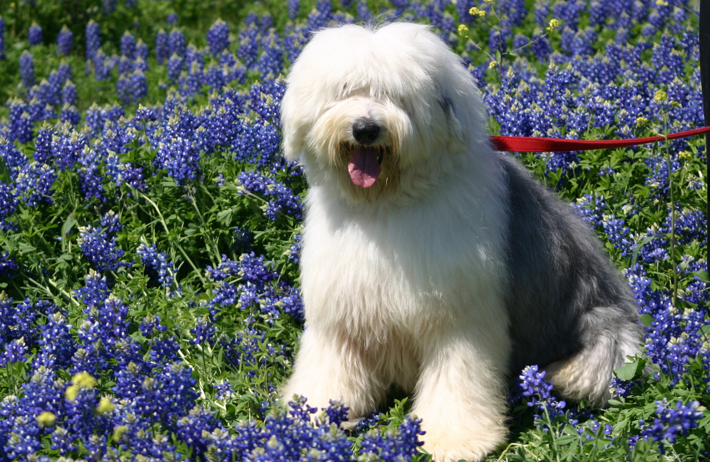 how tall are old english sheep dogs akc