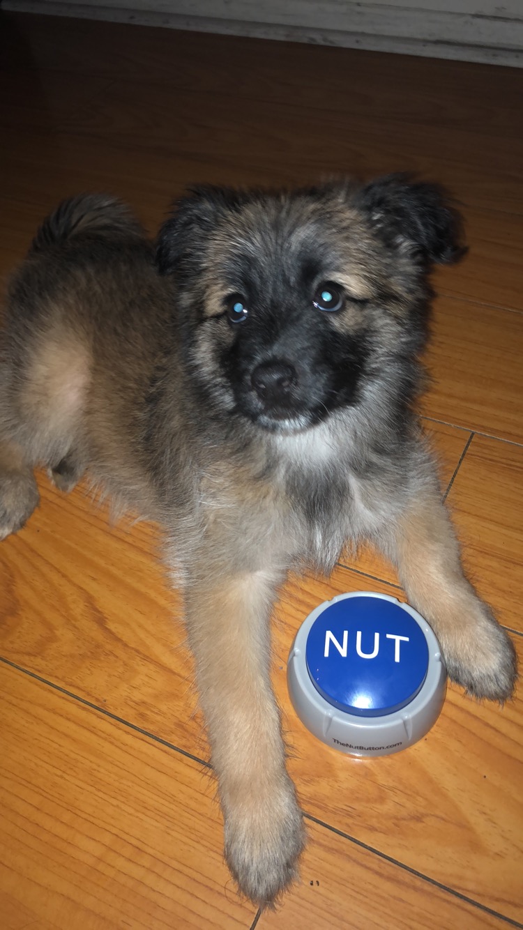 Portuguese water dog sales husky mix