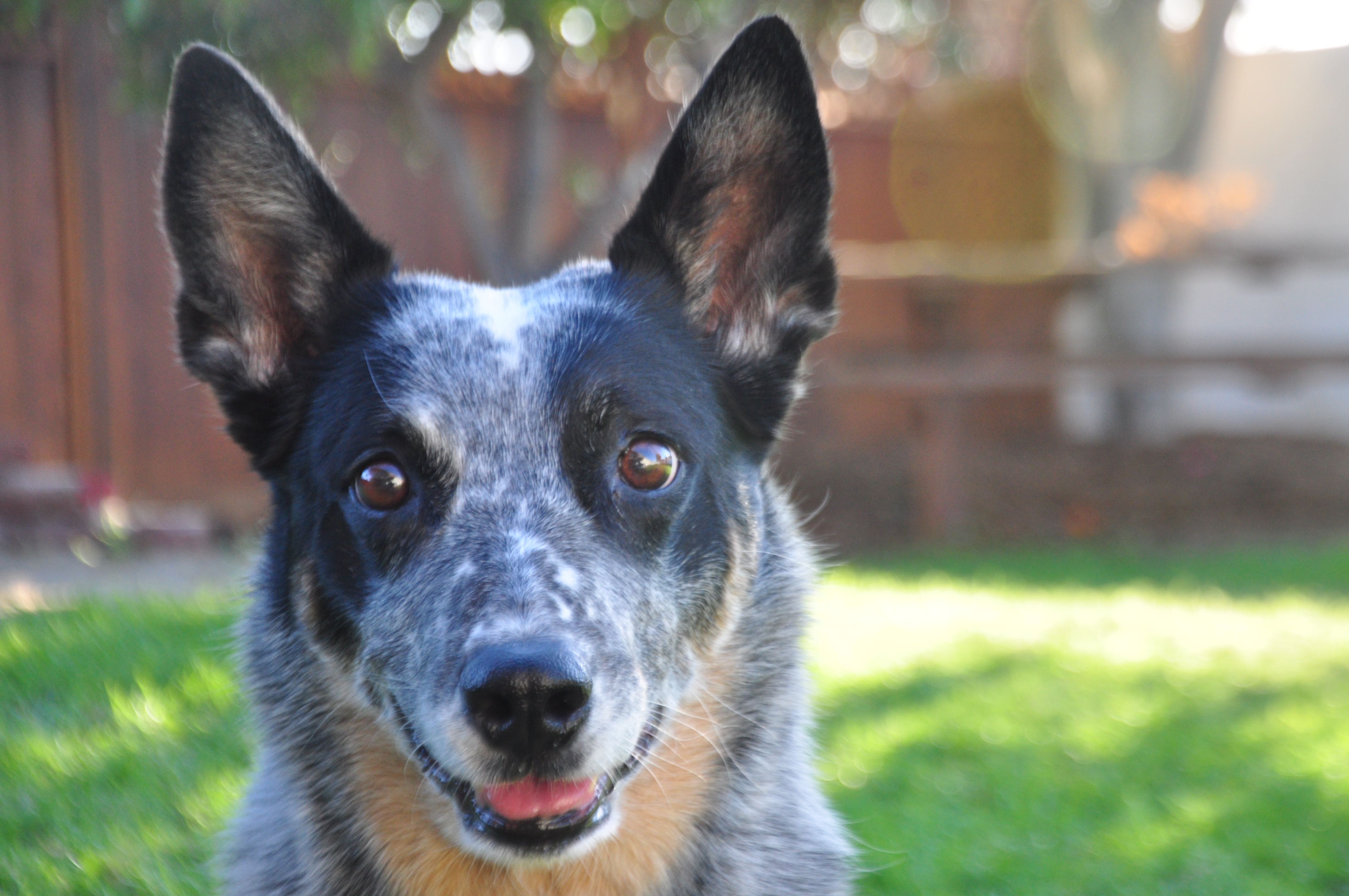 Zoro - Modern Dog Magazine