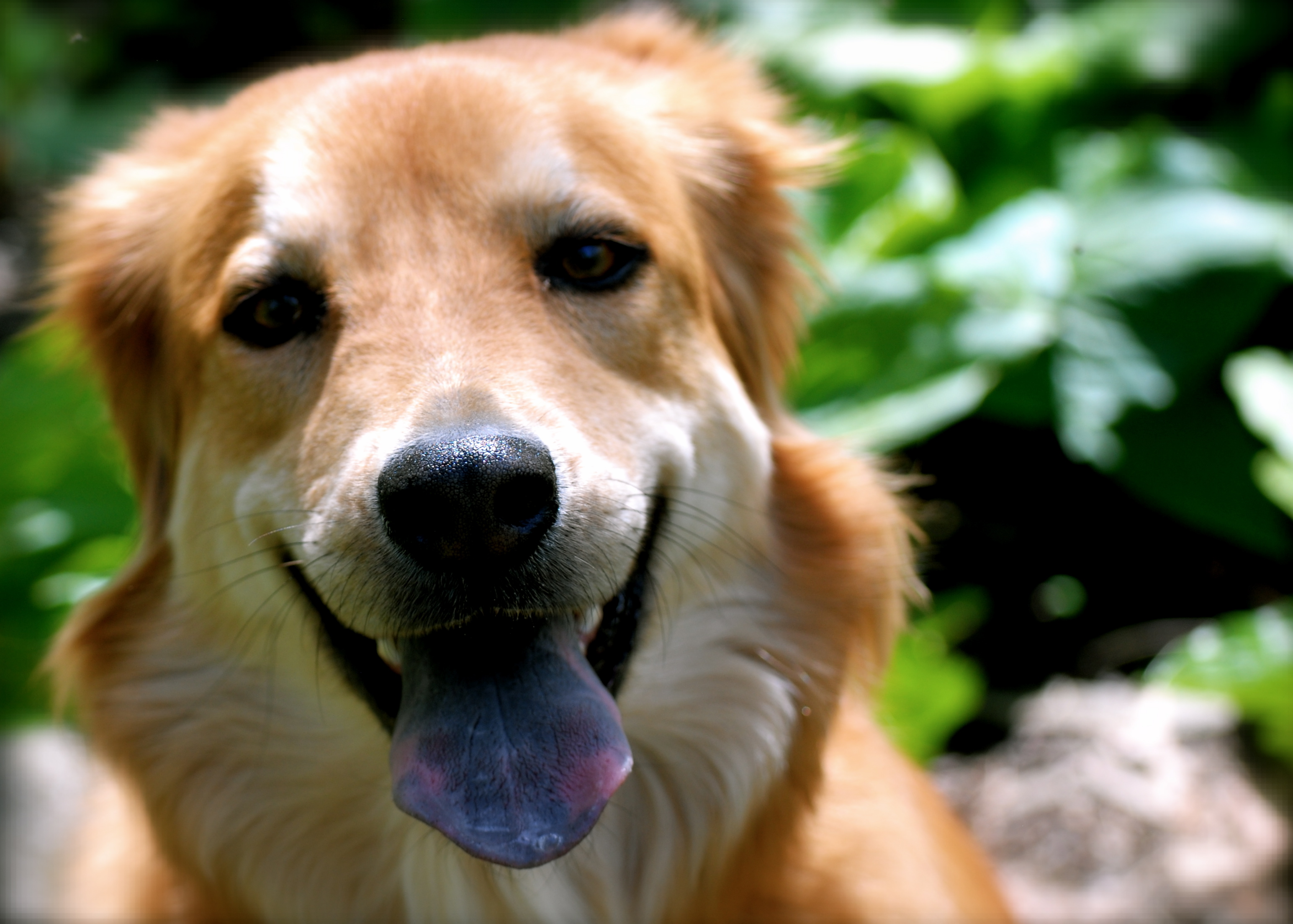 what-are-the-most-popular-dog-names-argos-pet-insurance