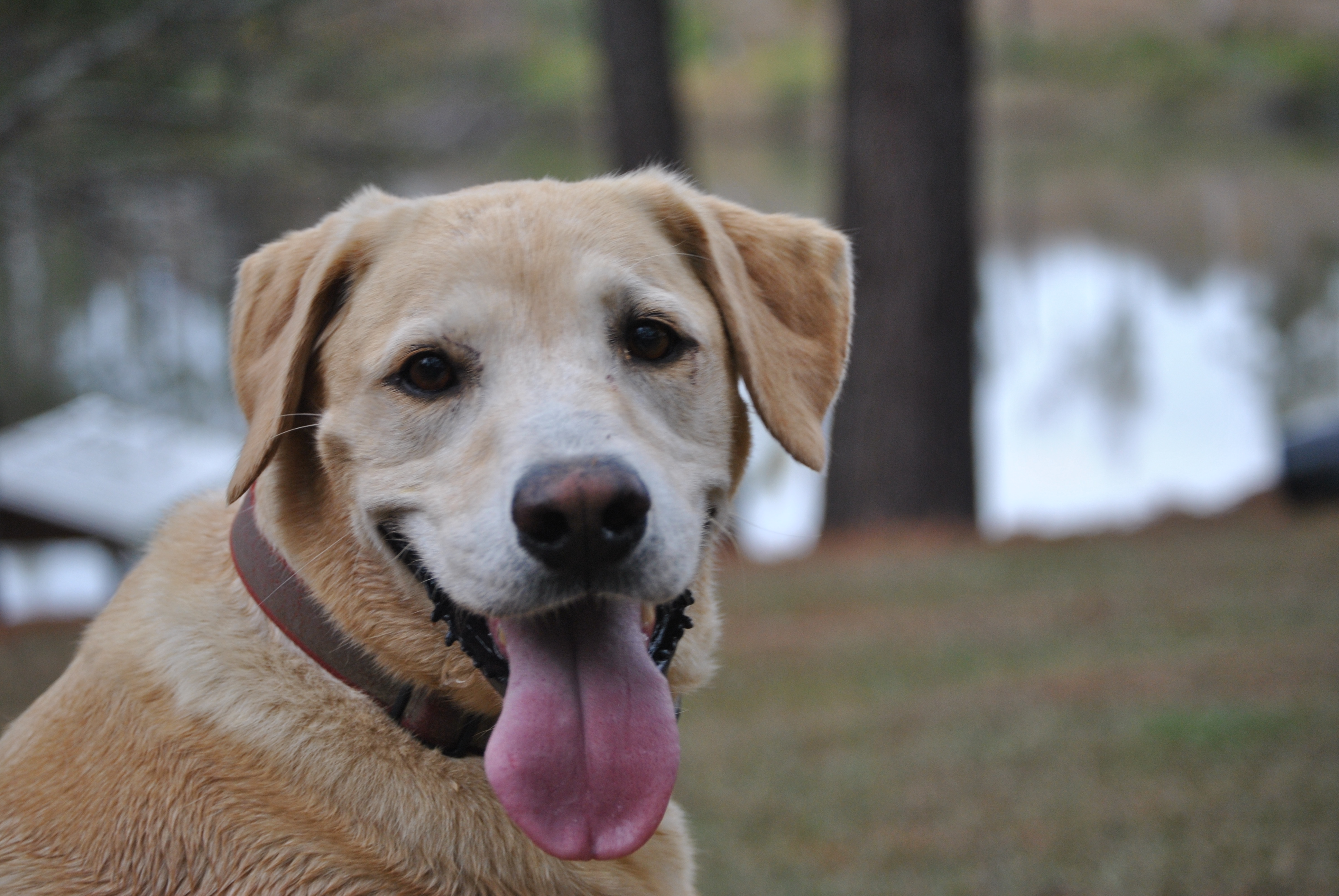 Leroy - Modern Dog Magazine