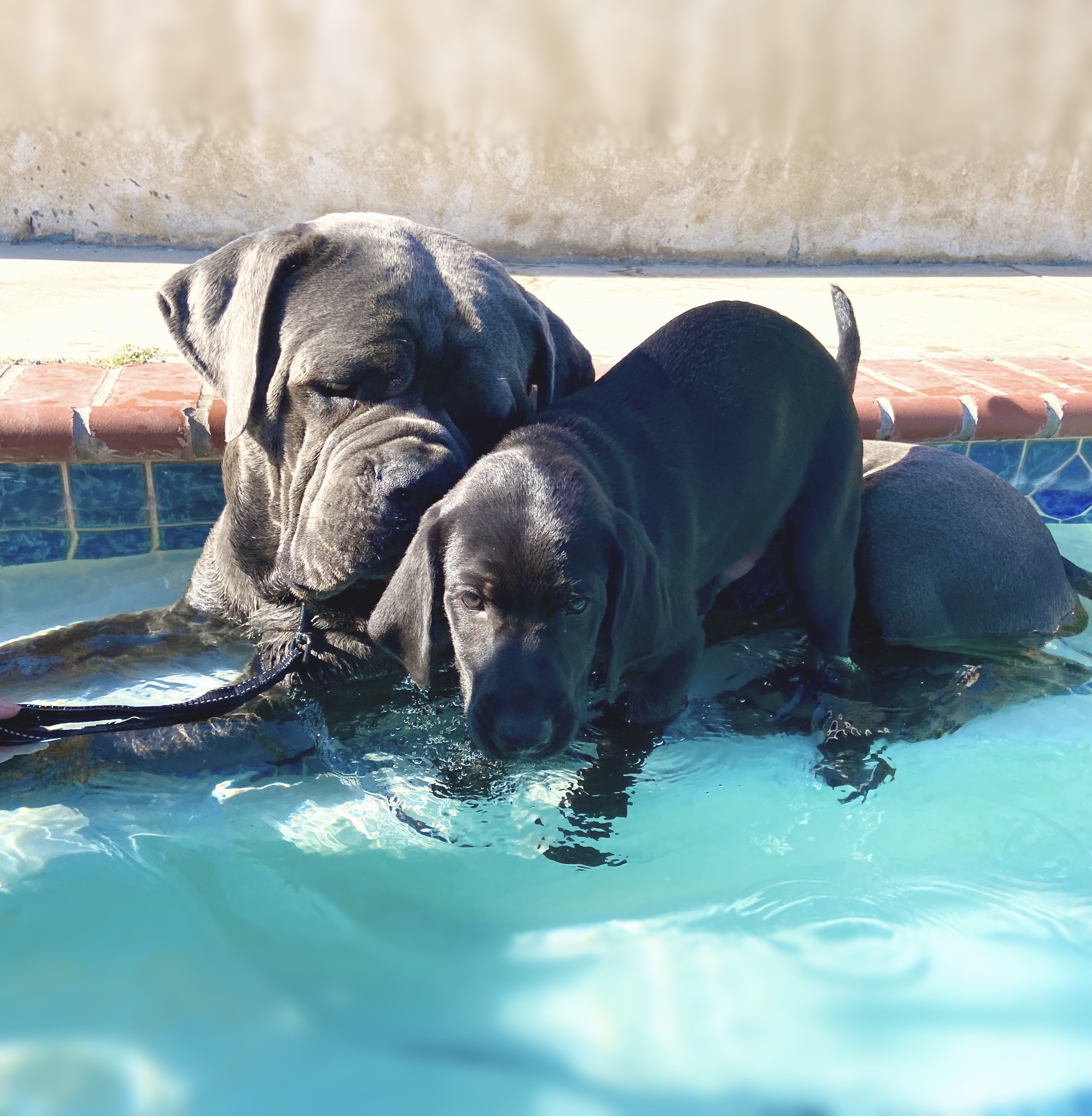 are bananas good for the cane corso