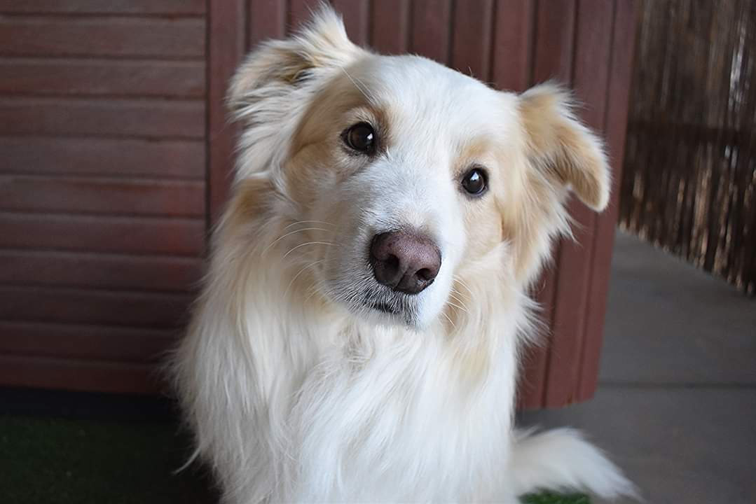 Wheaten b orders collie puppies for