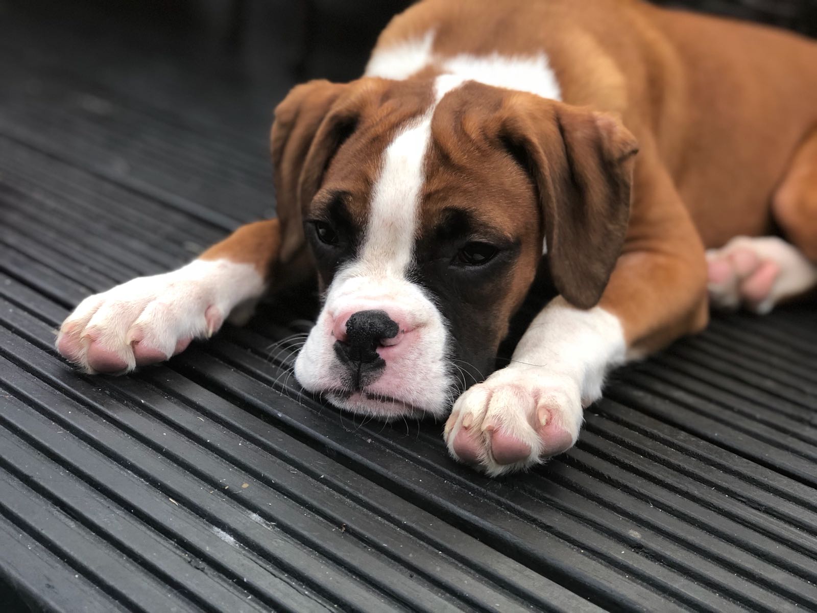 how long before a boxer puppy calms down