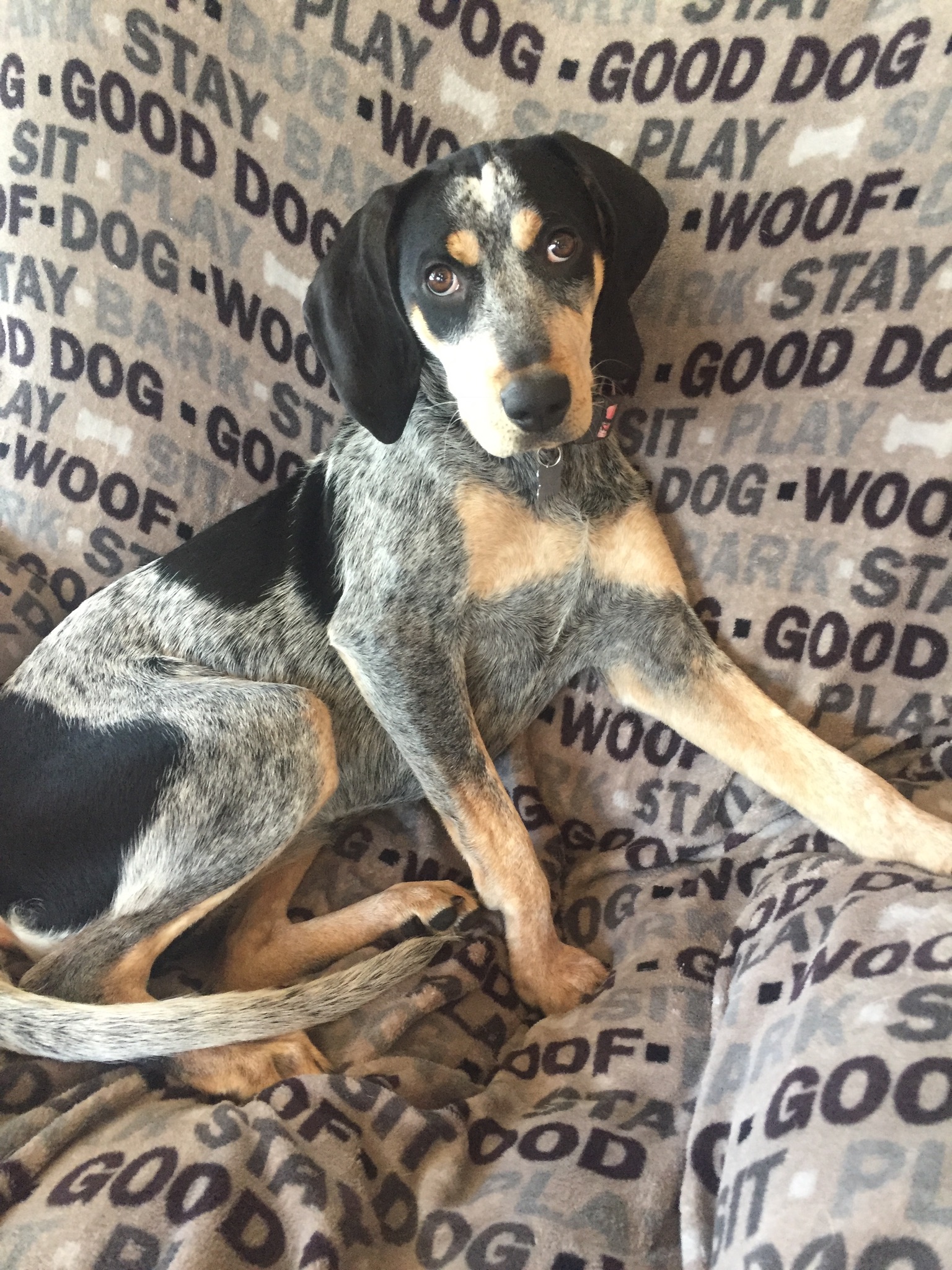 does the bluetick coonhound bark