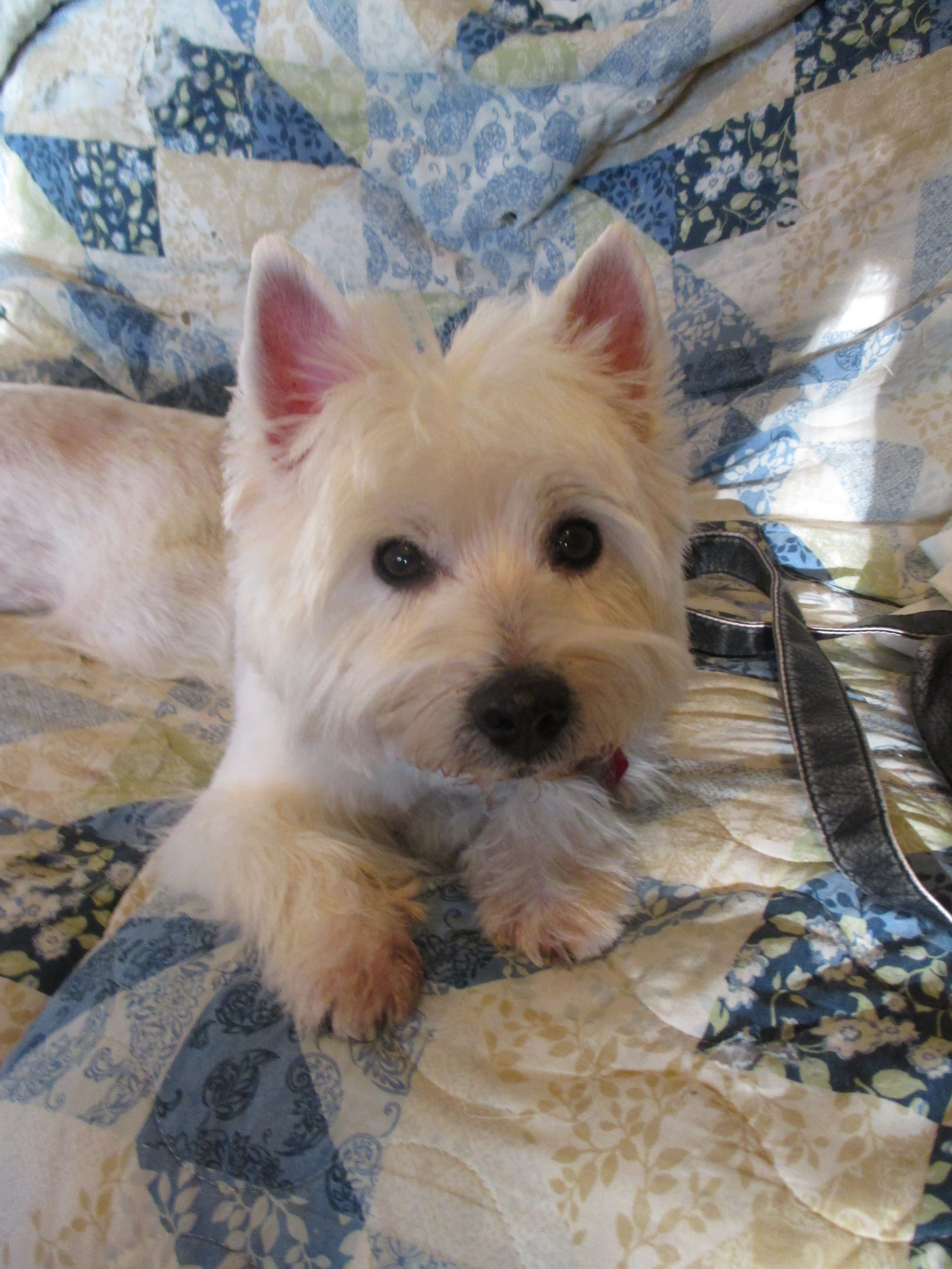 Jersey, west highland white terrier - Dog Photo Contest