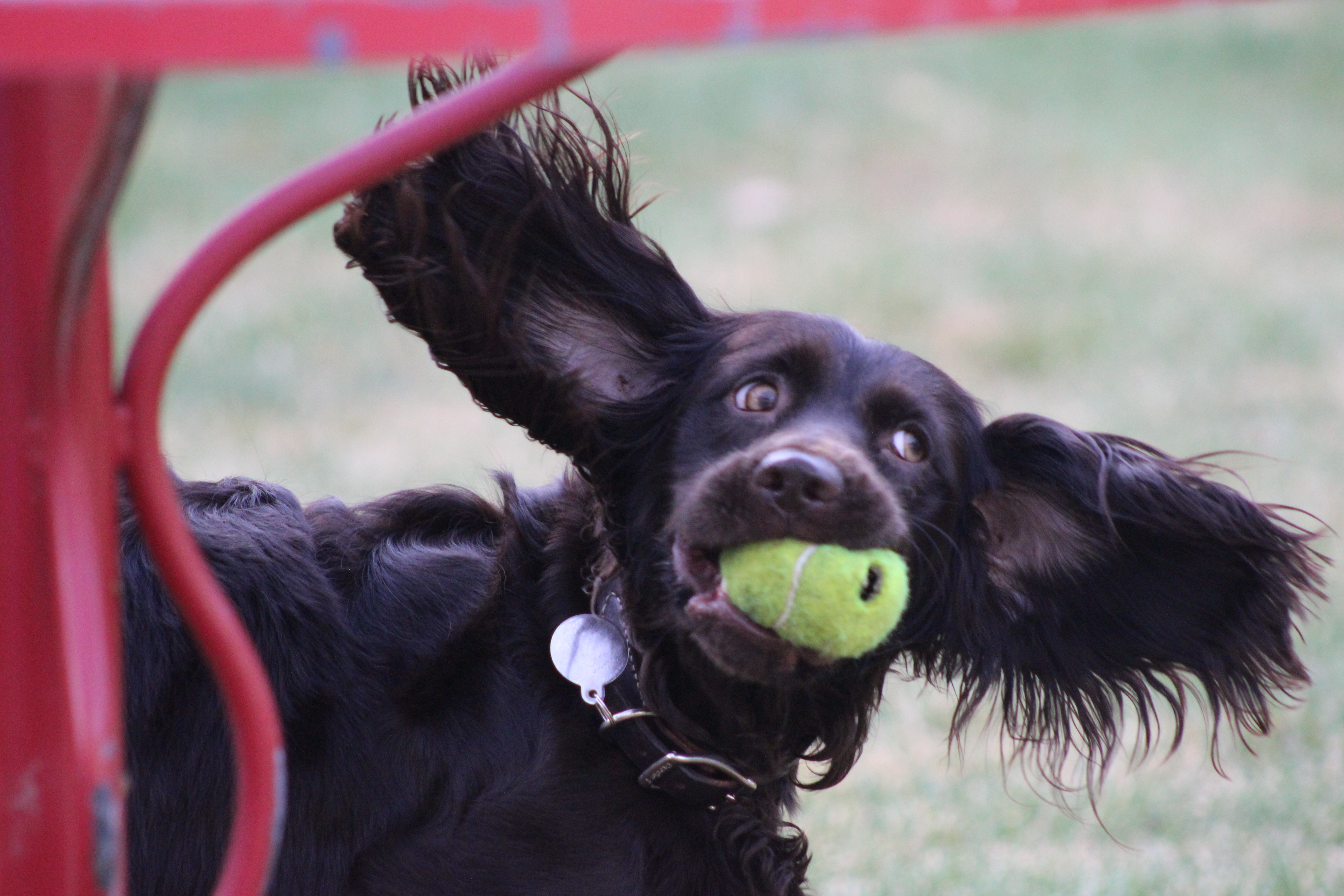 Sprocket Shueey  Modern Dog magazine