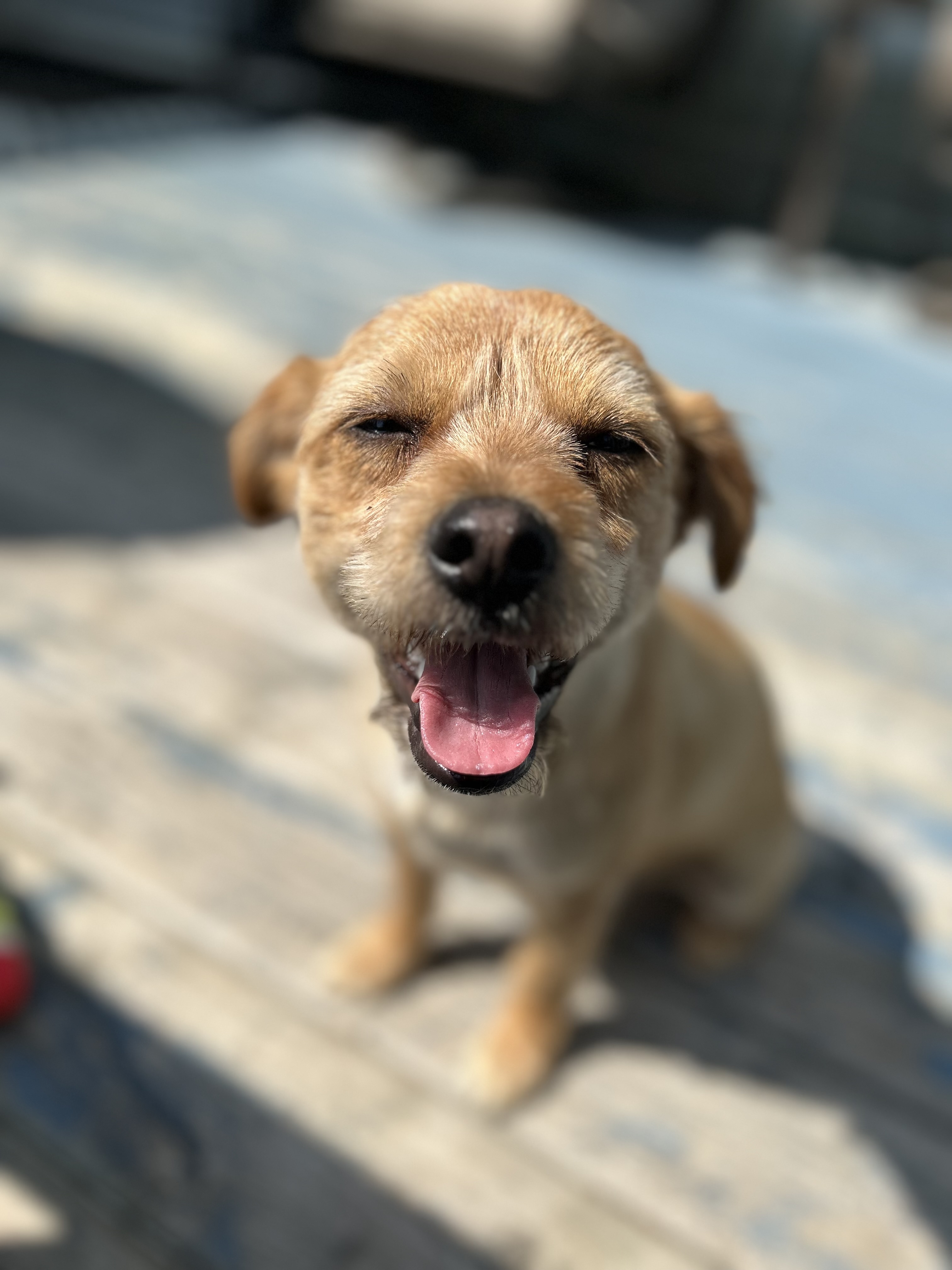 Bruno - Dog Photo Contest