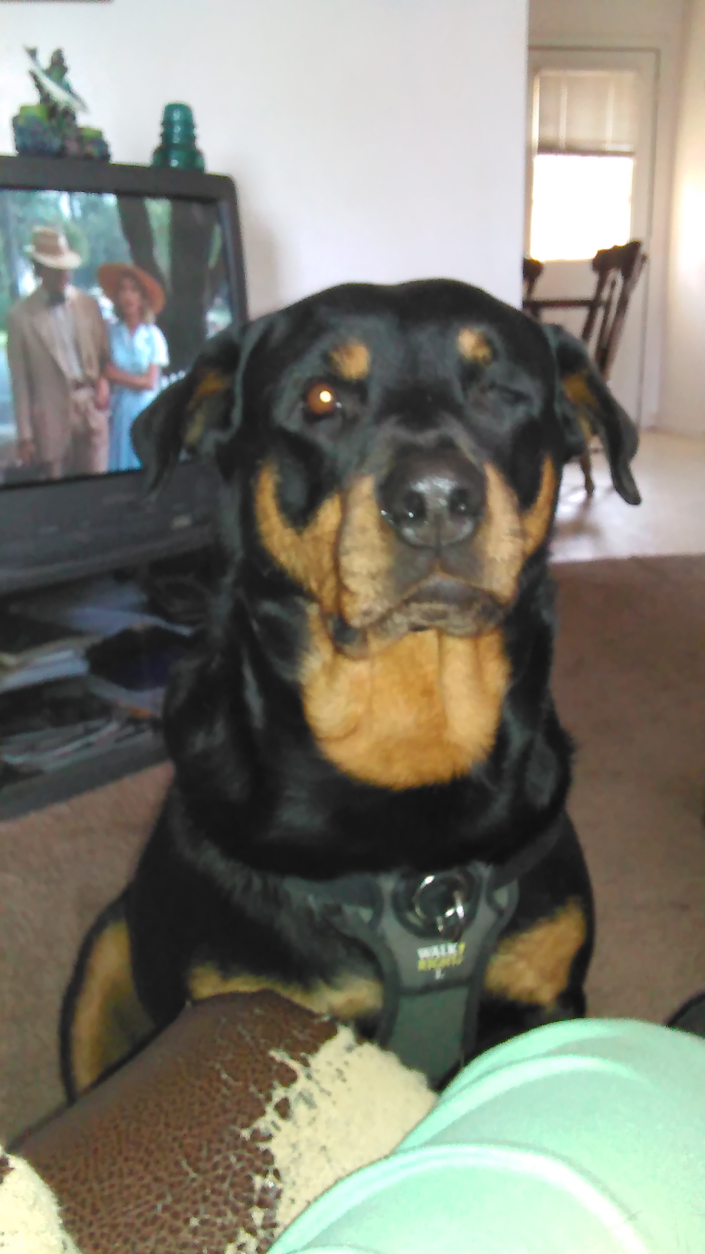 is the rottweiler legal in cayman islands