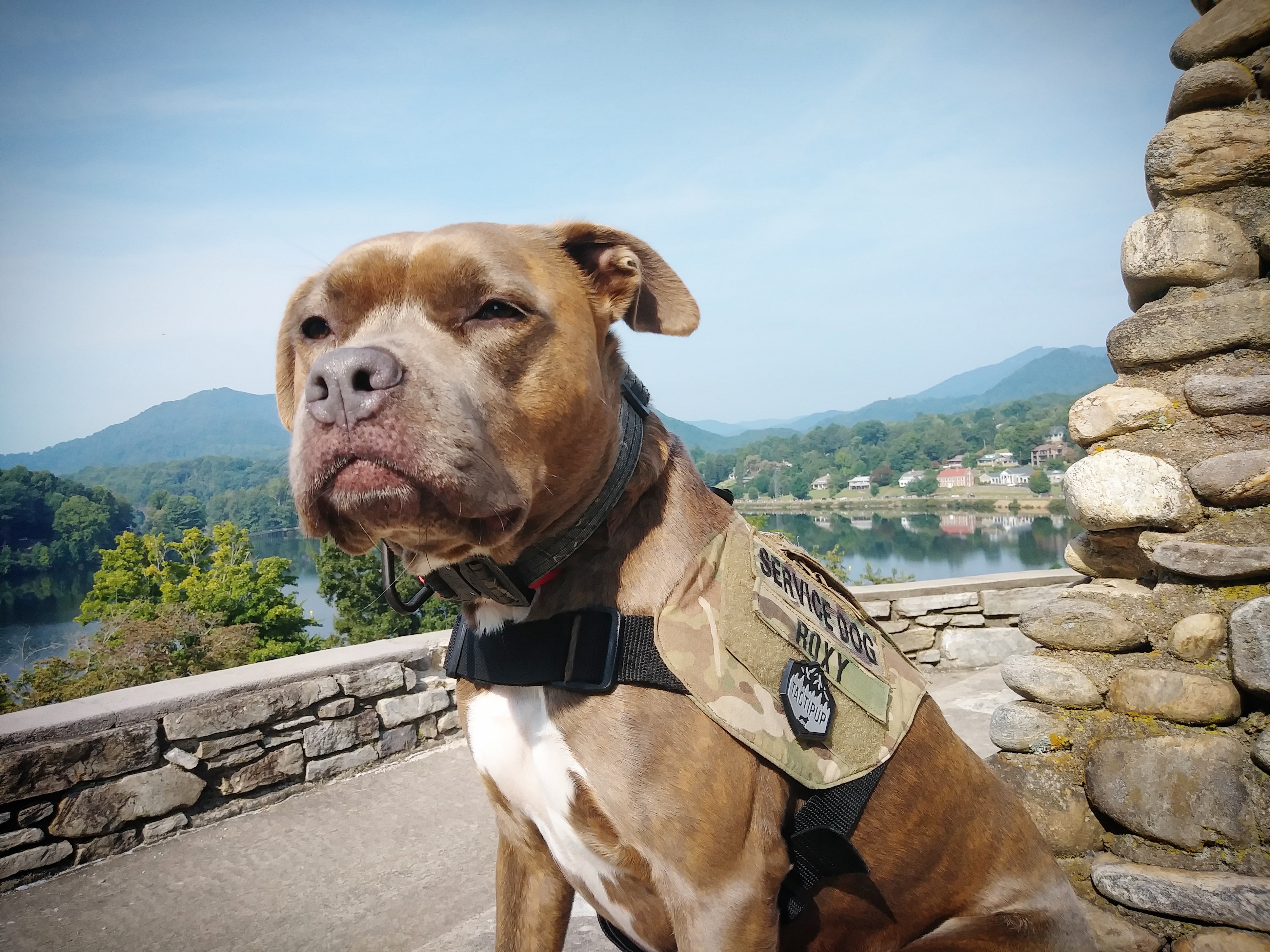 Roxy The Ptsd Service Dog Modern Dog Magazine