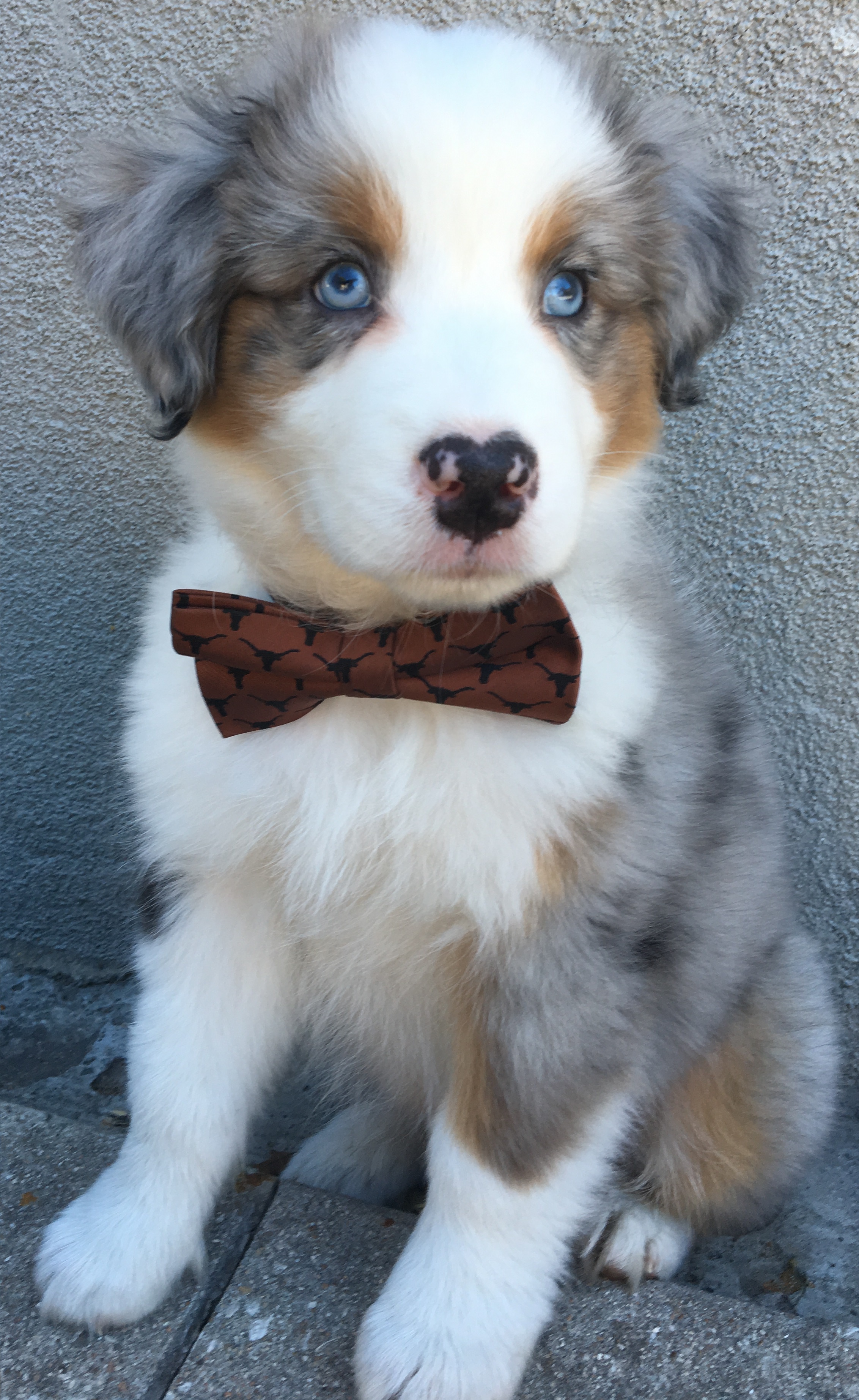 finn is a 4 month old aussie pup livin life at ut austin follow him on instagram finn and tonic - austin dog to follow instagram