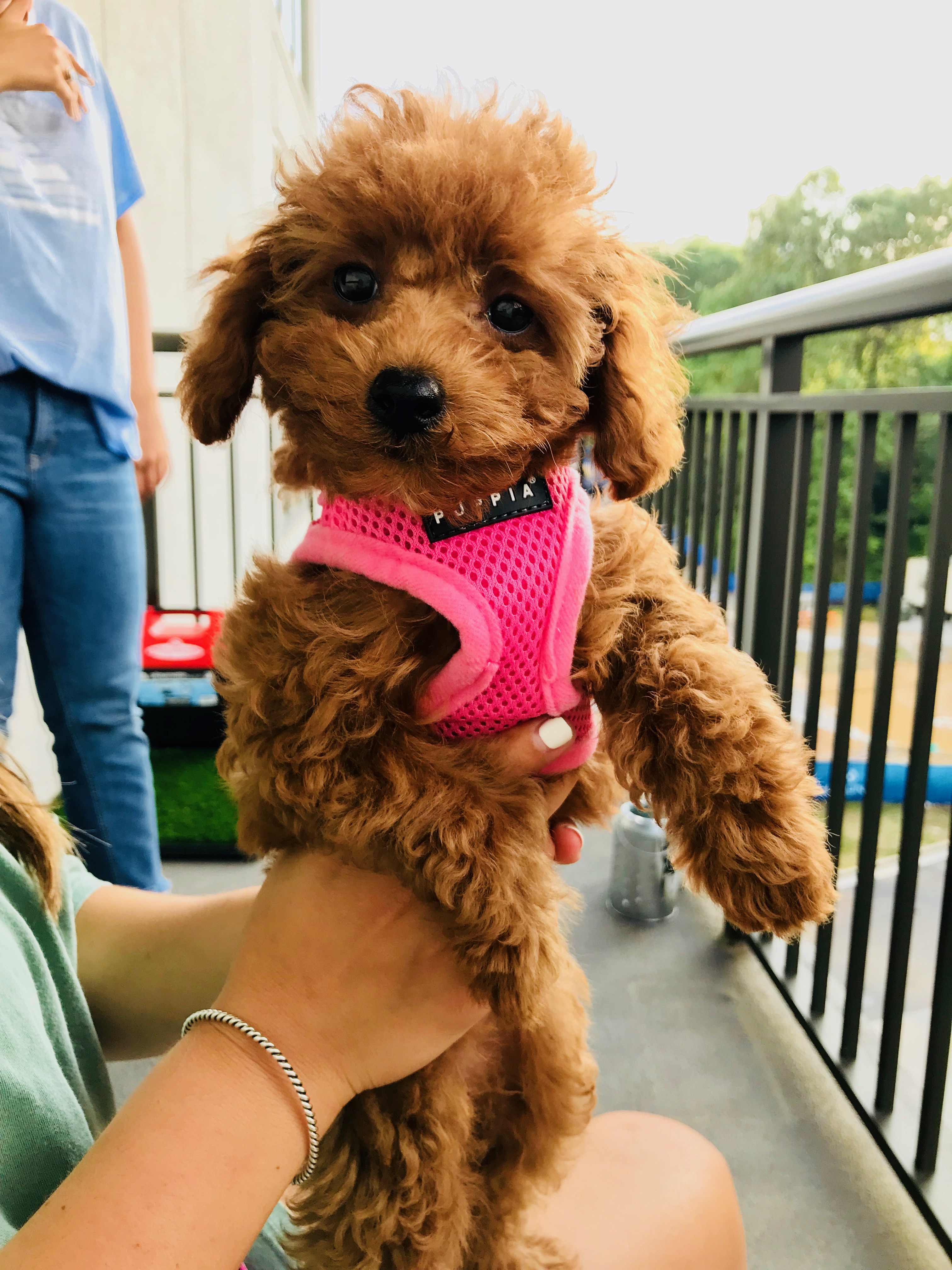 fried chicken for dogs