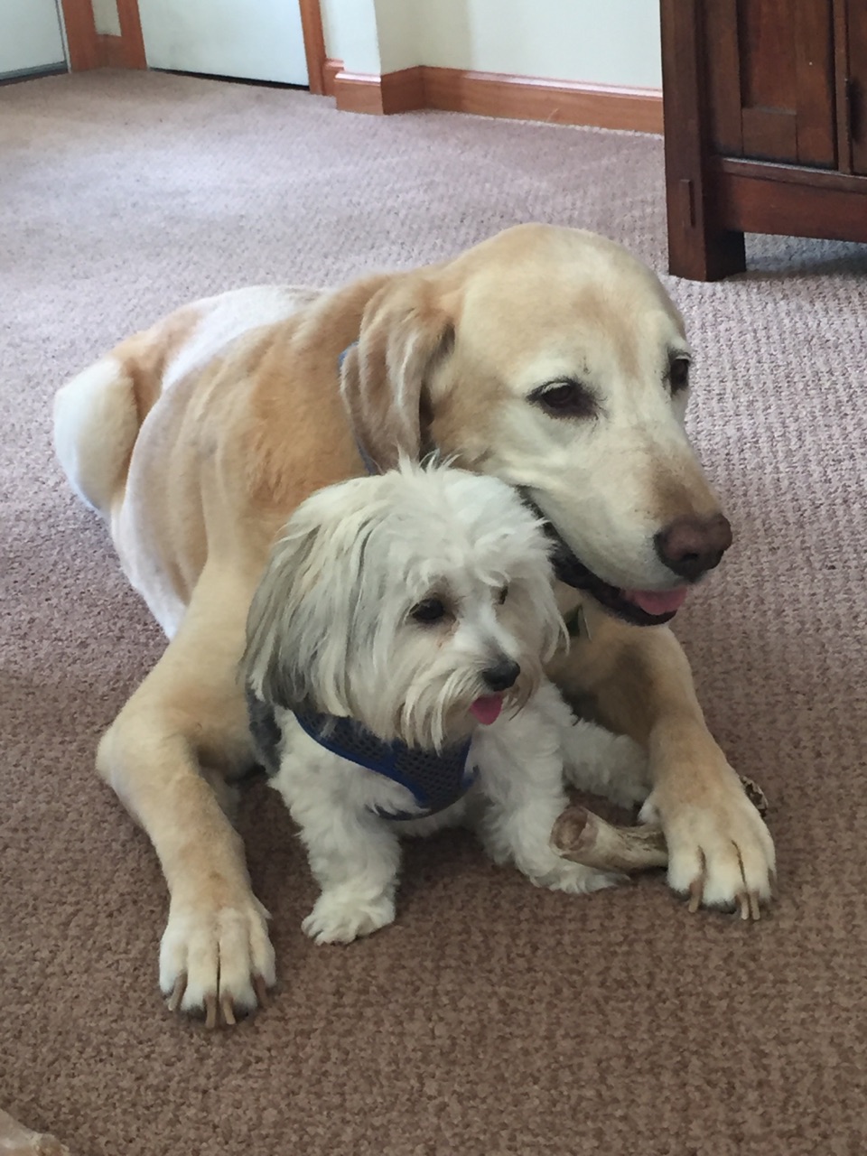 Sammy and Jake | Modern Dog magazine