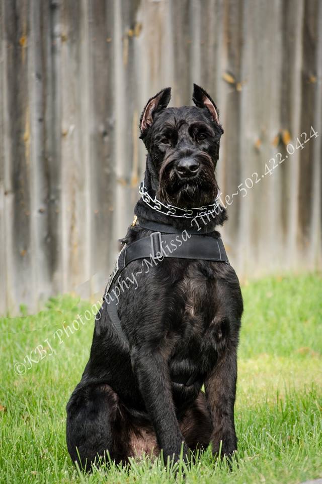 giant schnauzer police dog