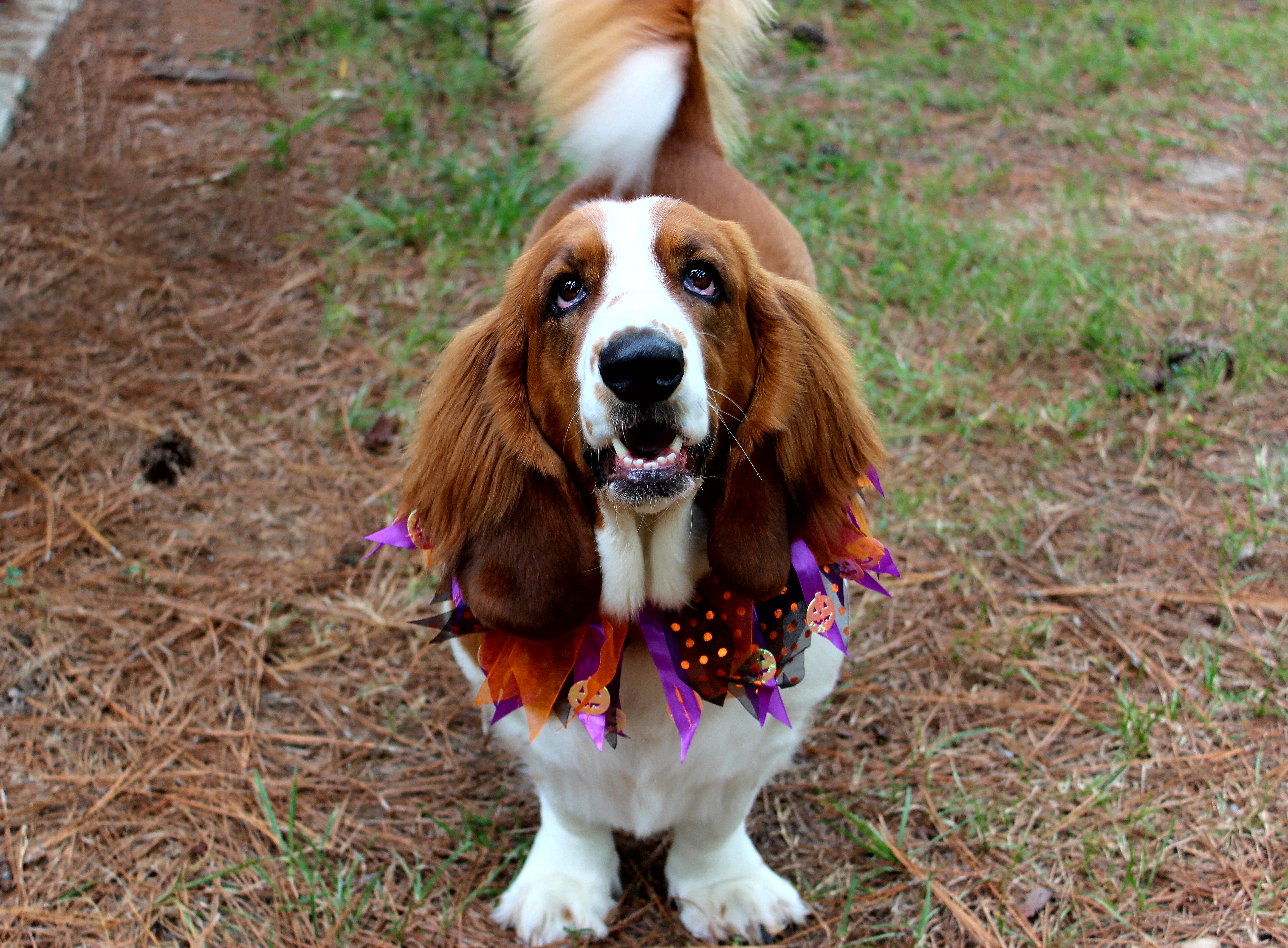 long haired basset hound