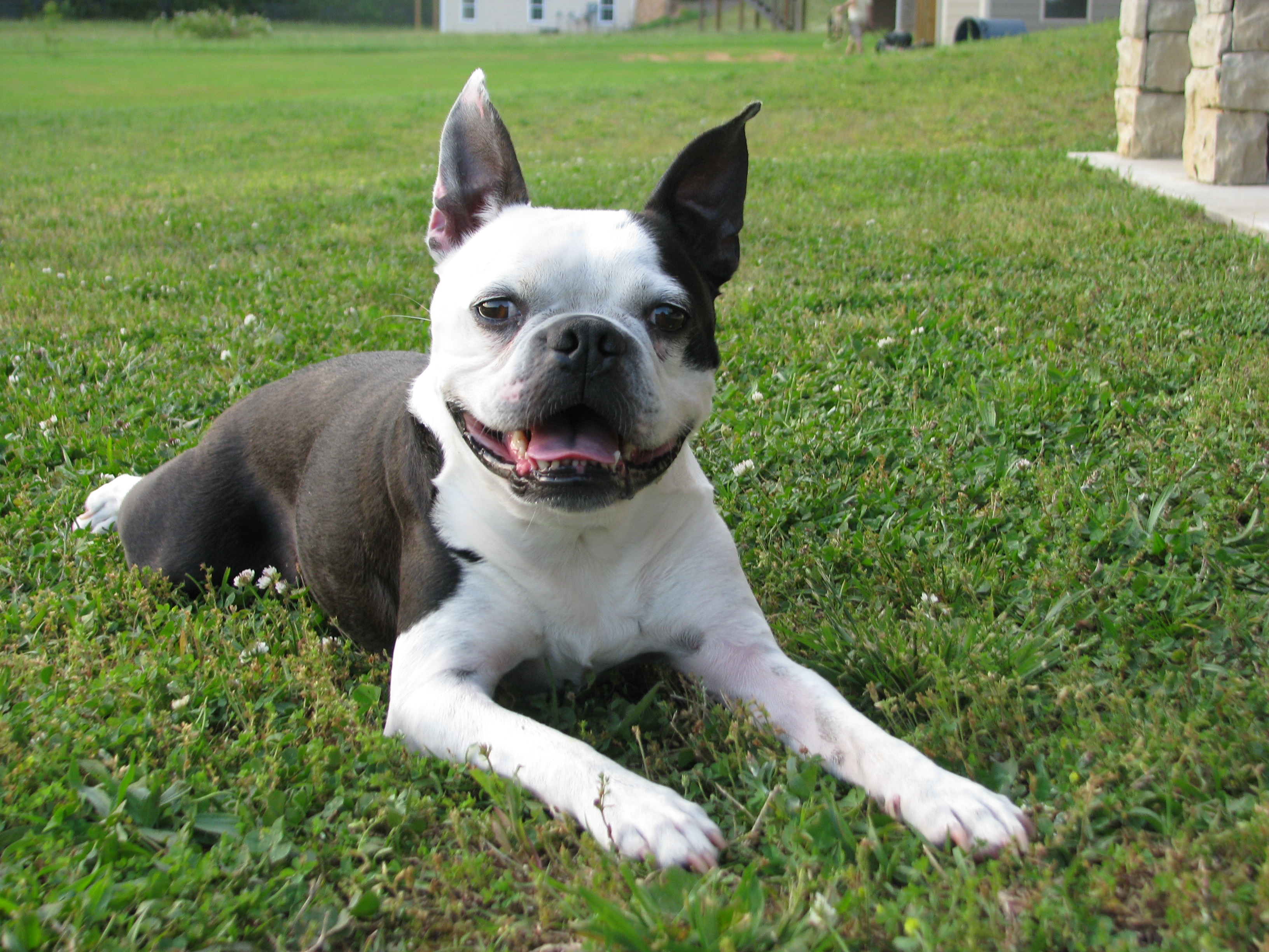 Adams boston hot sale terriers