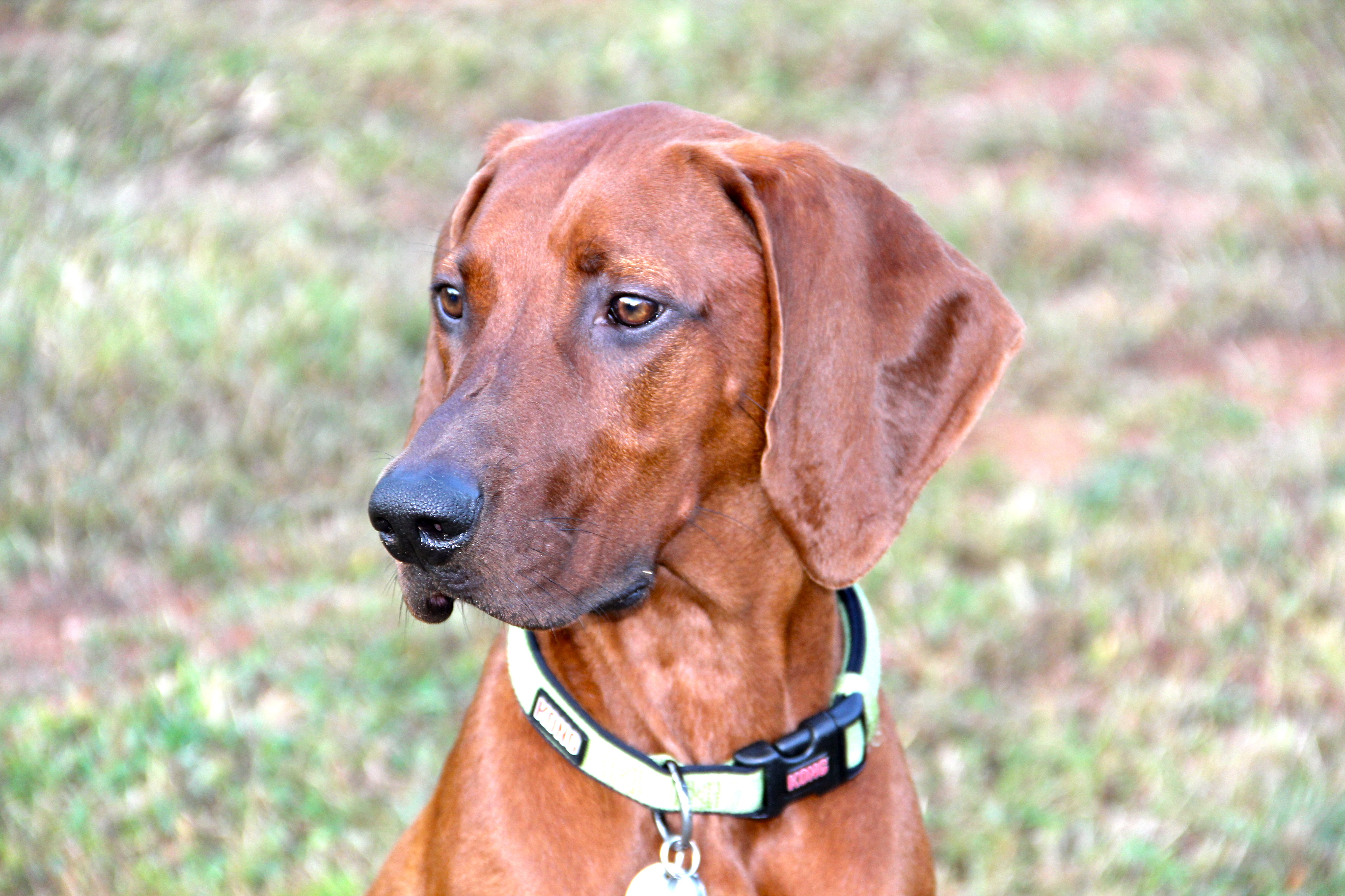 Cooper is a fun-loving Redbone Coonhound! 
