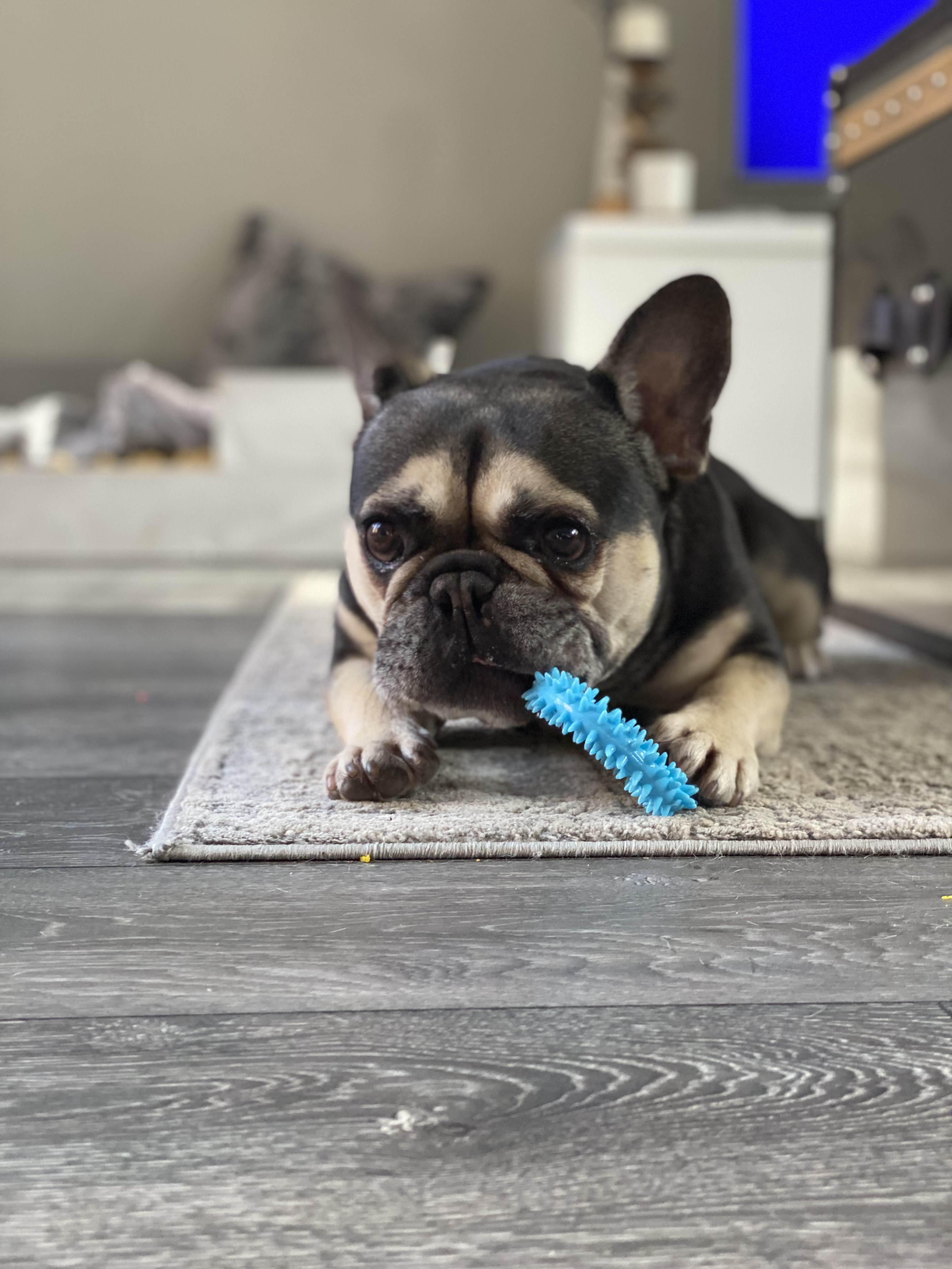 Milo ball for store dogs