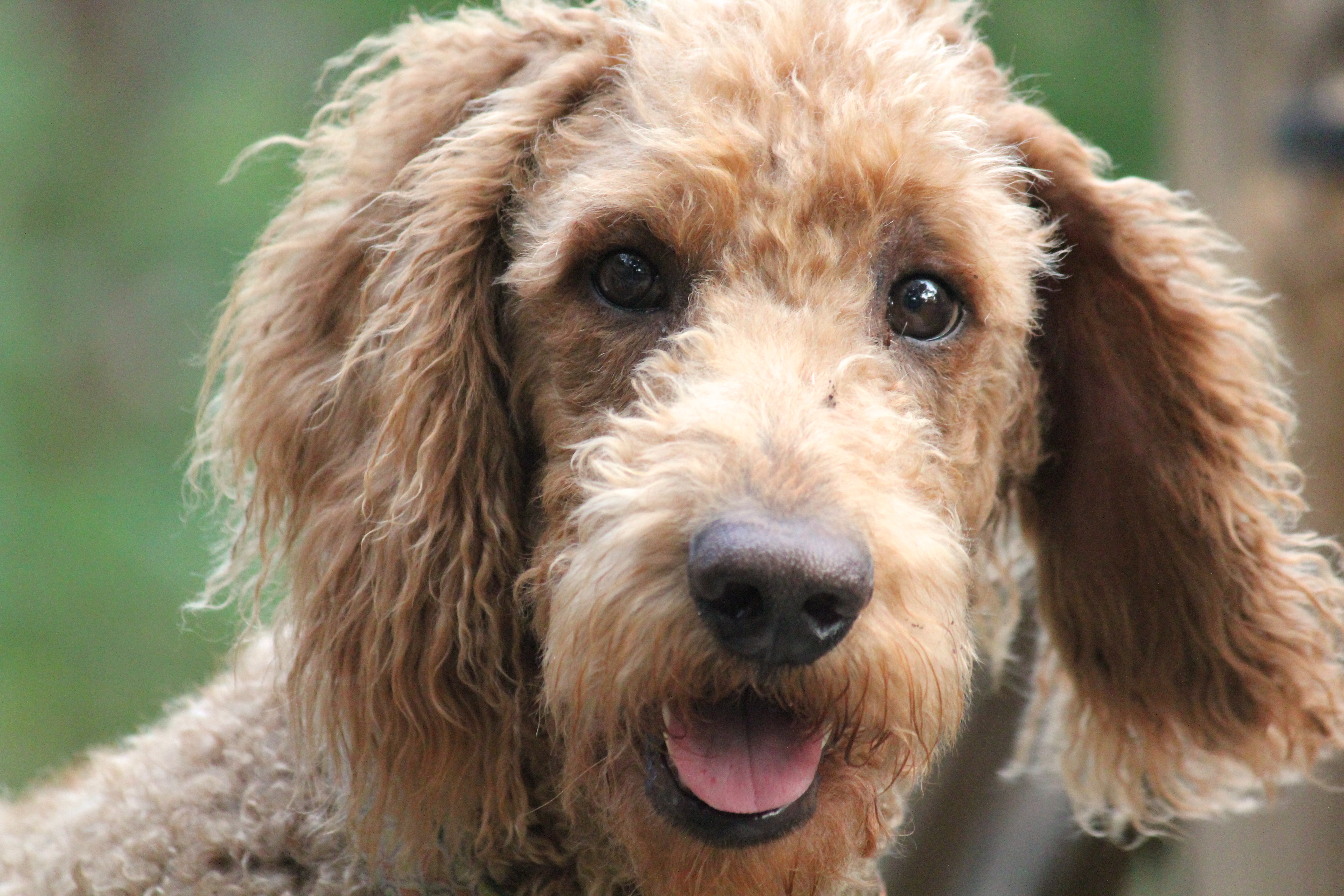 black and brown dog teddy