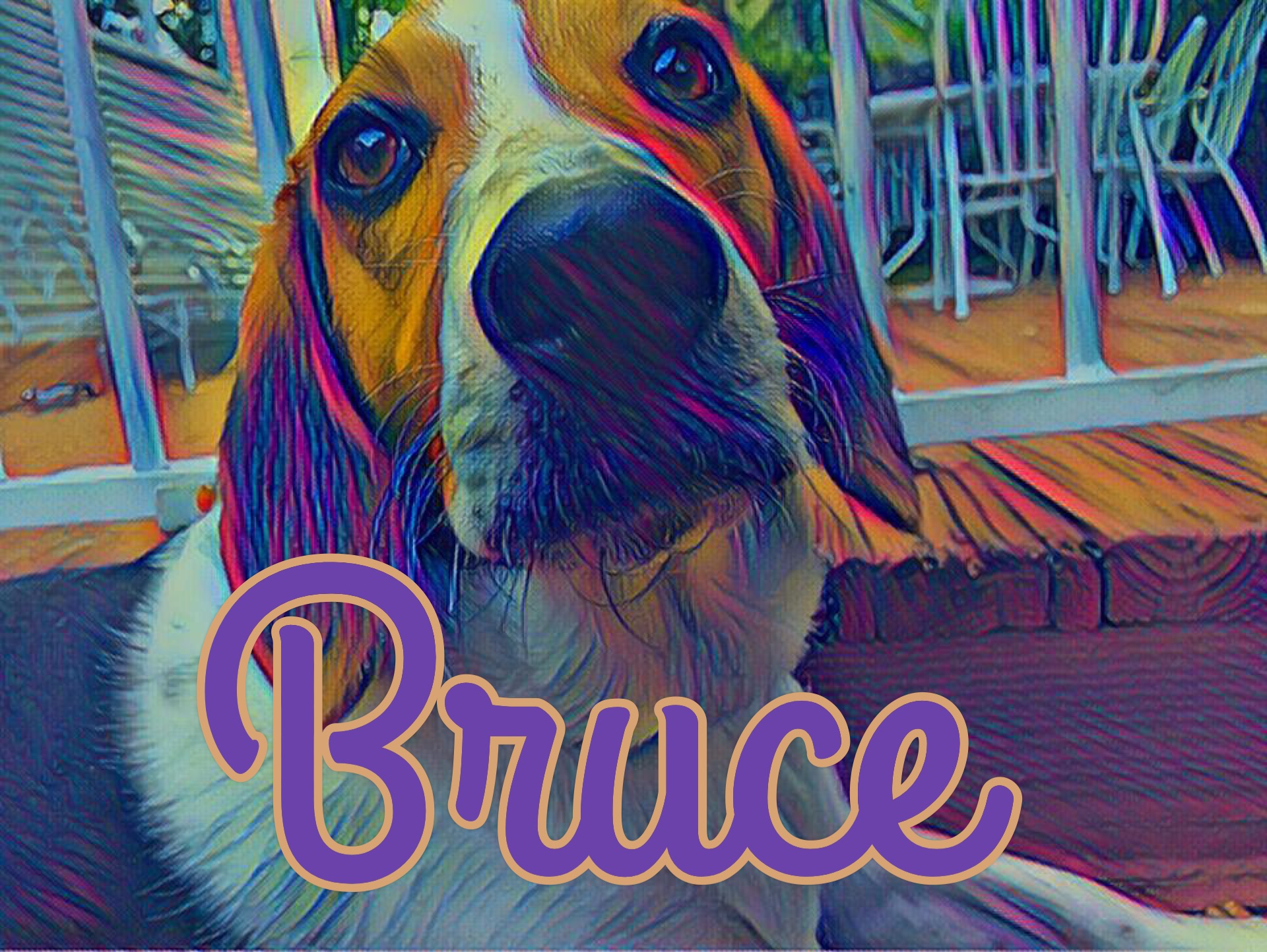 bruce-modern-dog-magazine