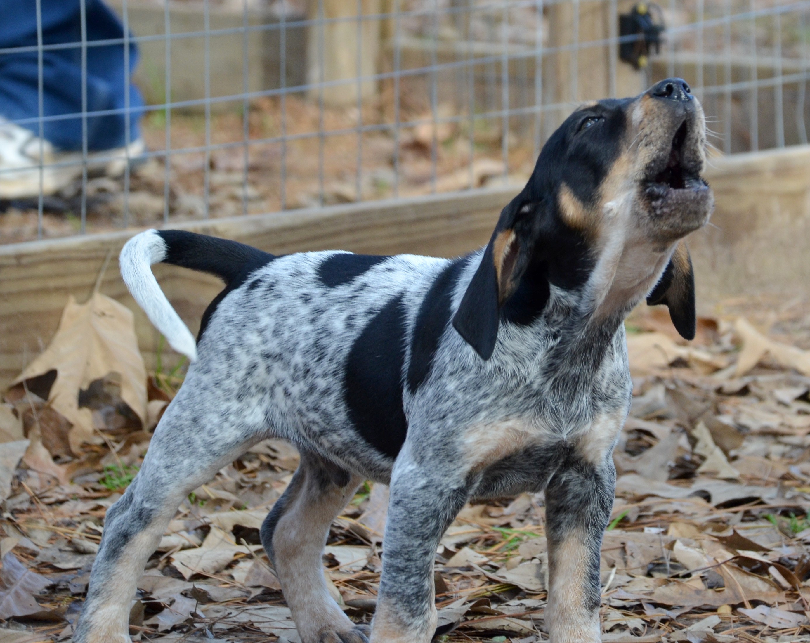 does the bluetick coonhound bark