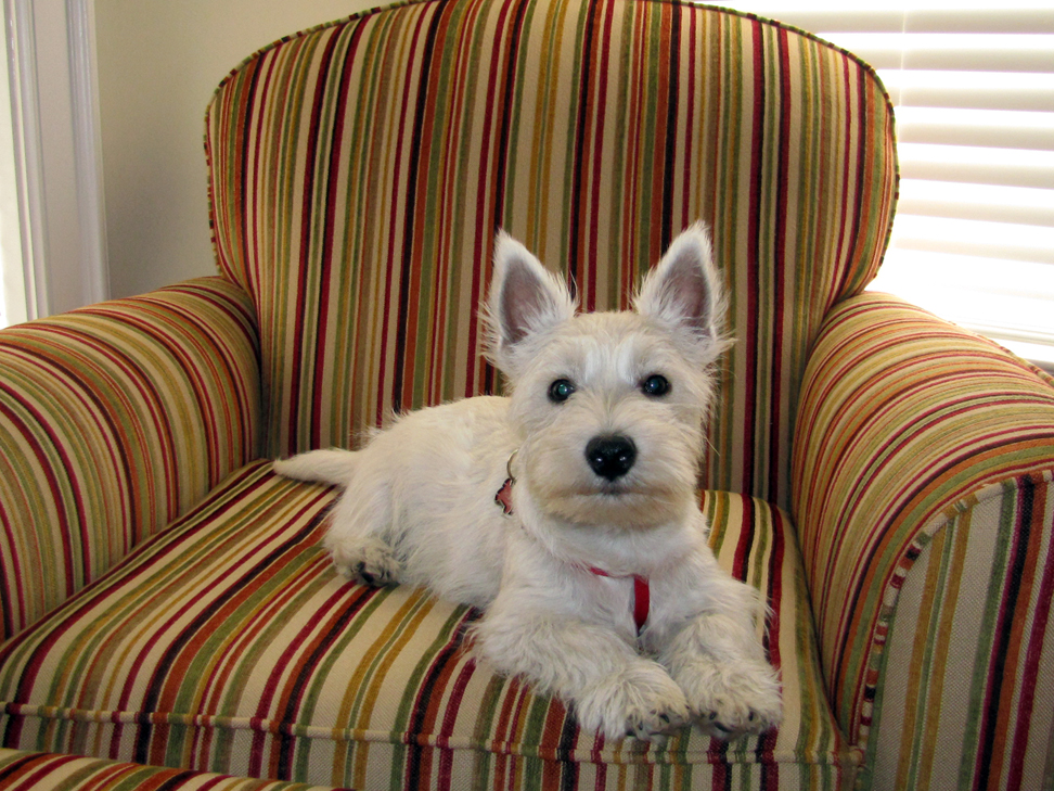 Jersey, west highland white terrier - Dog Photo Contest