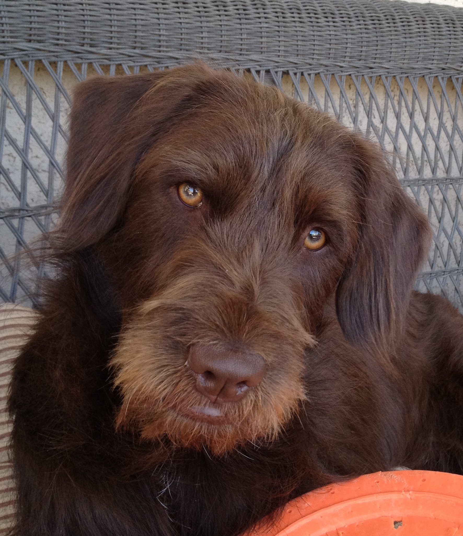 Swisher is (probably) a German Wirehaired pointer. 