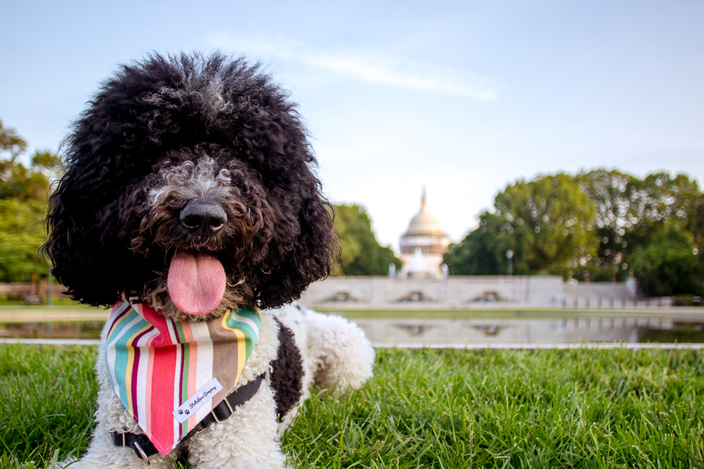 custom made dog teddy