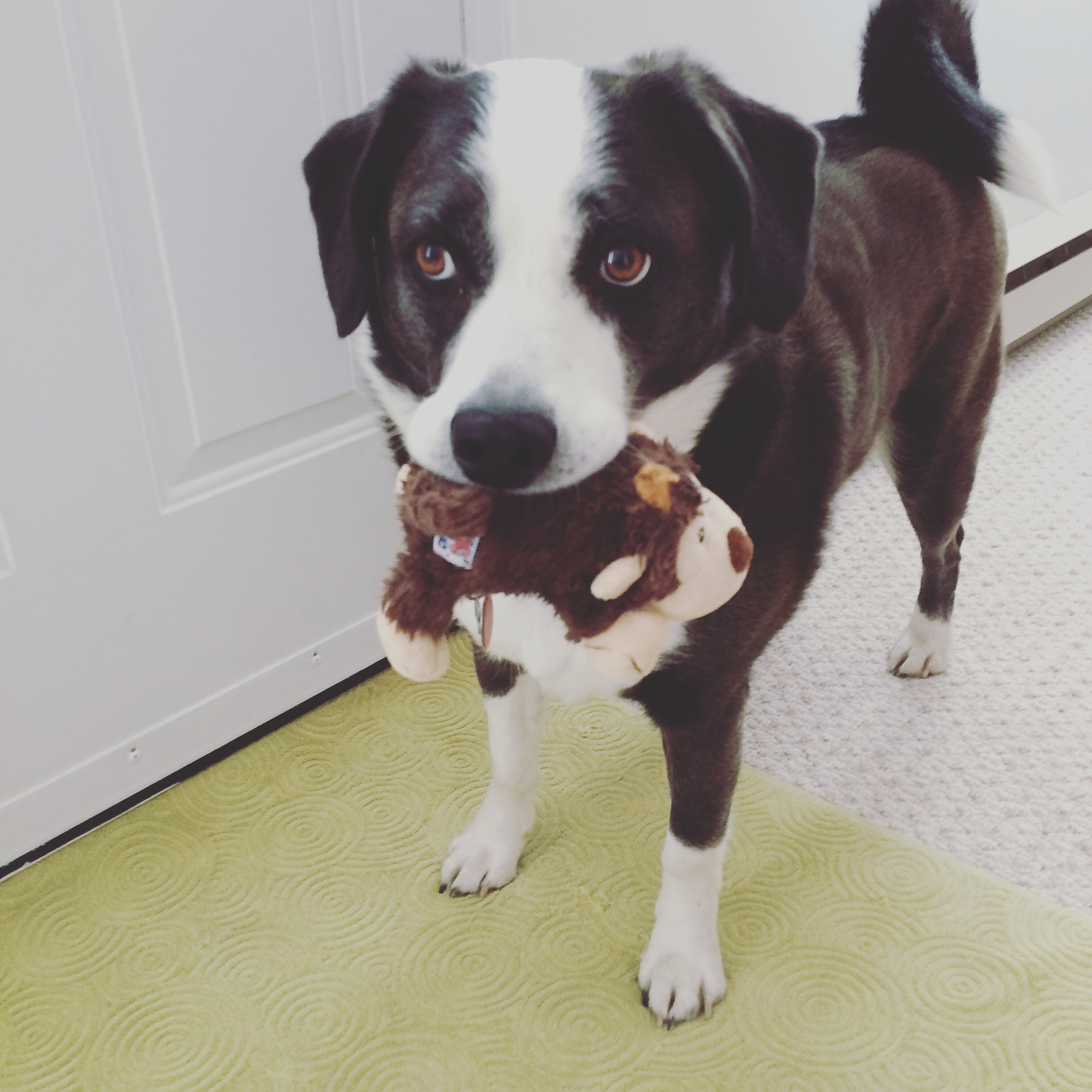 do border collies have curly tails