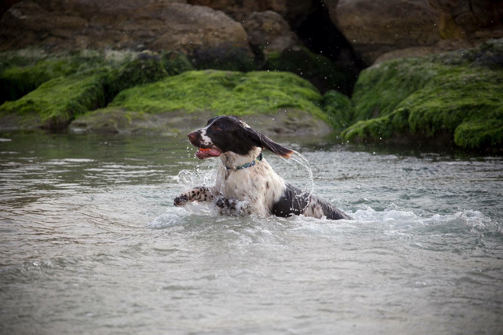 Finn - Modern Dog Magazine