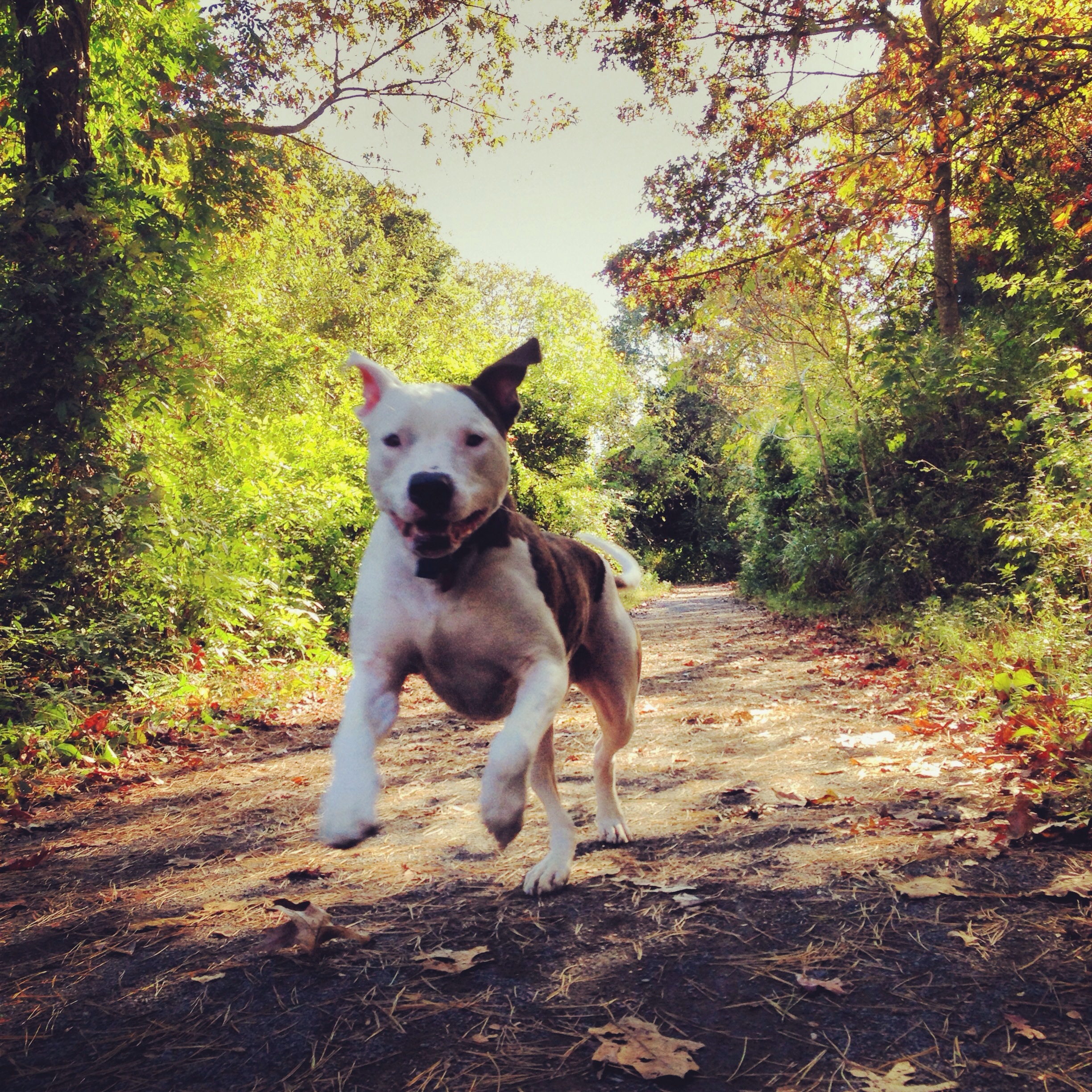 marshall ride on dog